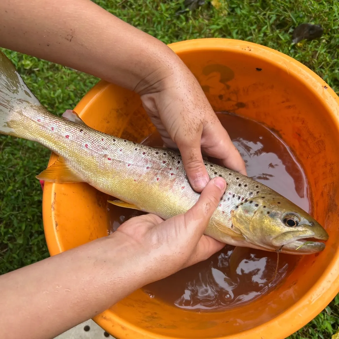Brown trout caught on Fishbrain