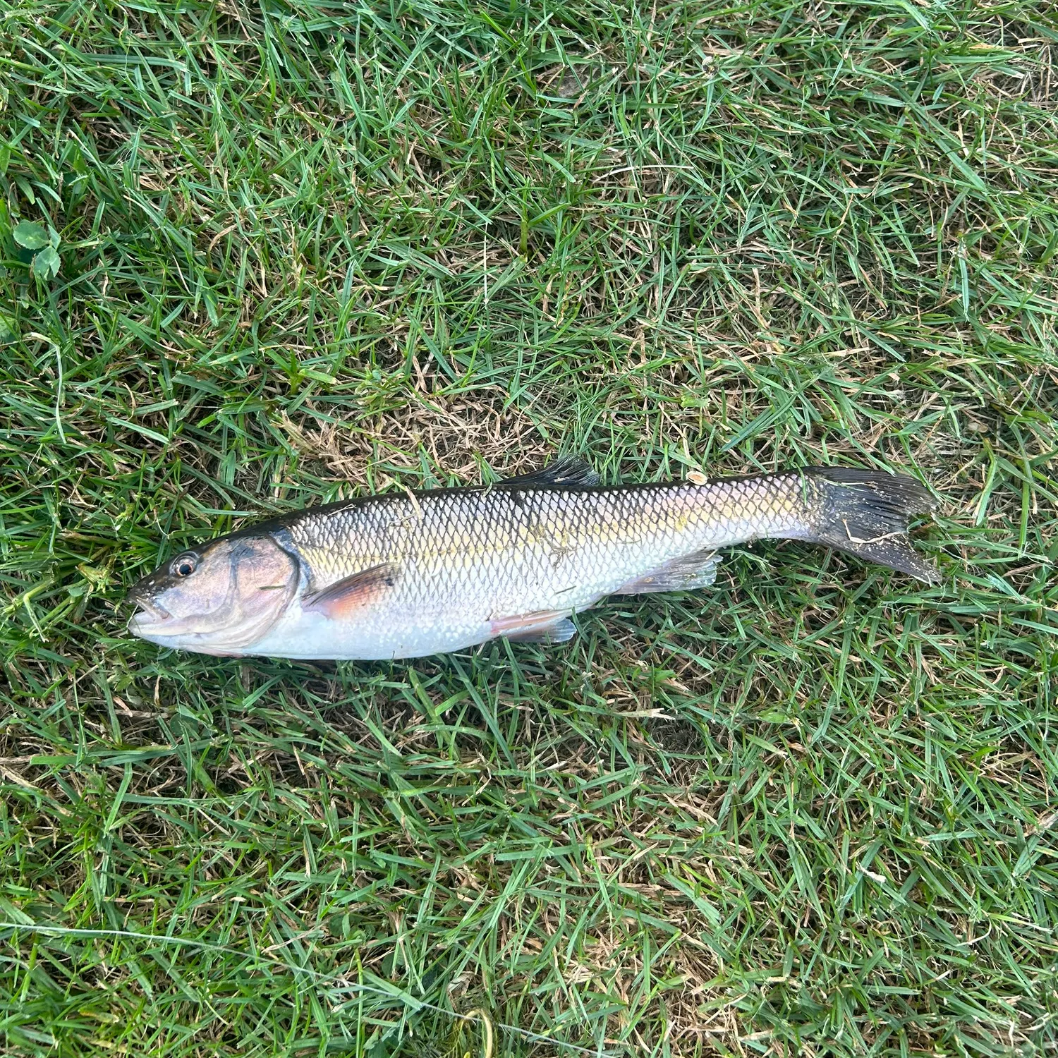 Fallfish caught on Fishbrain
