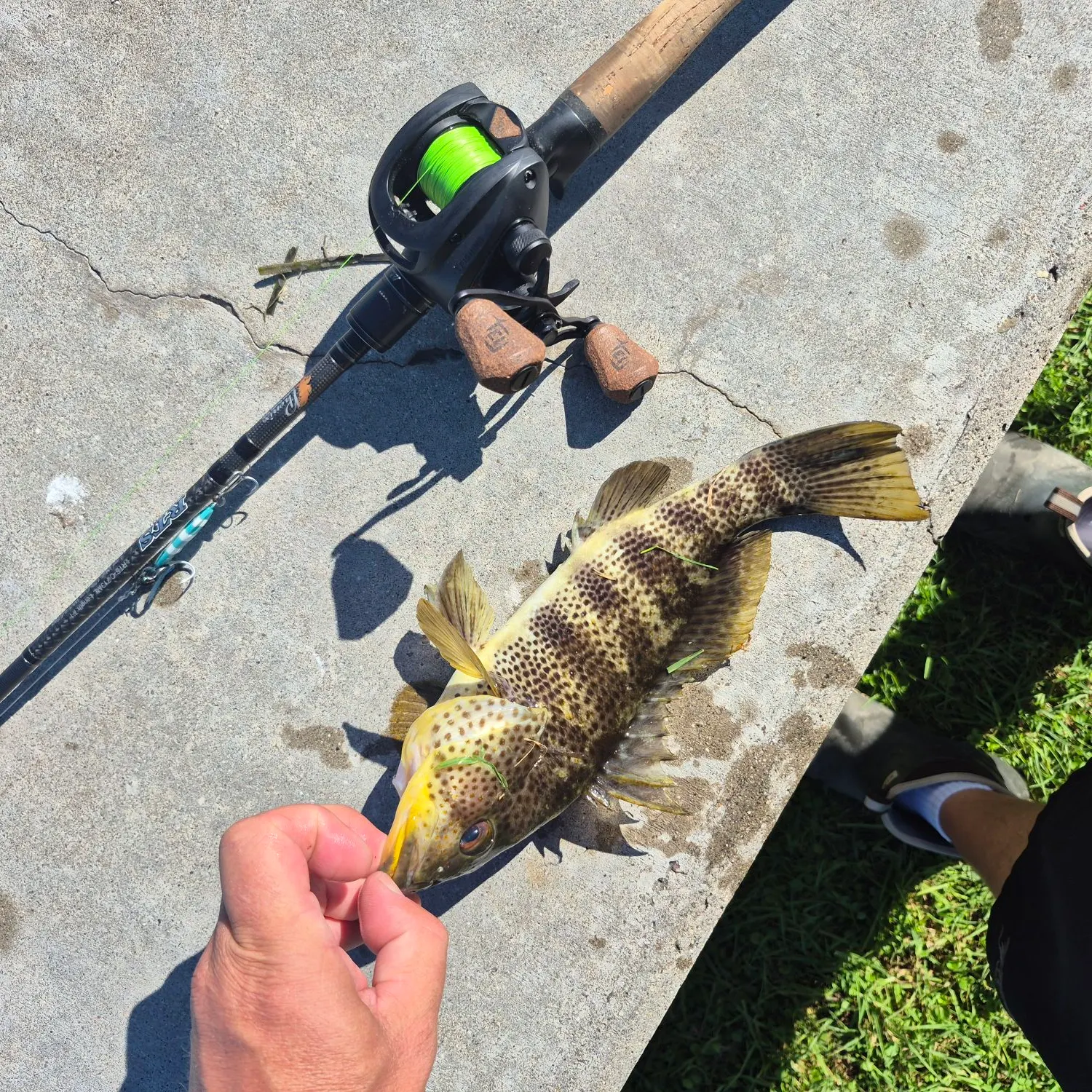 Spotted sand bass caught on Fishbrain