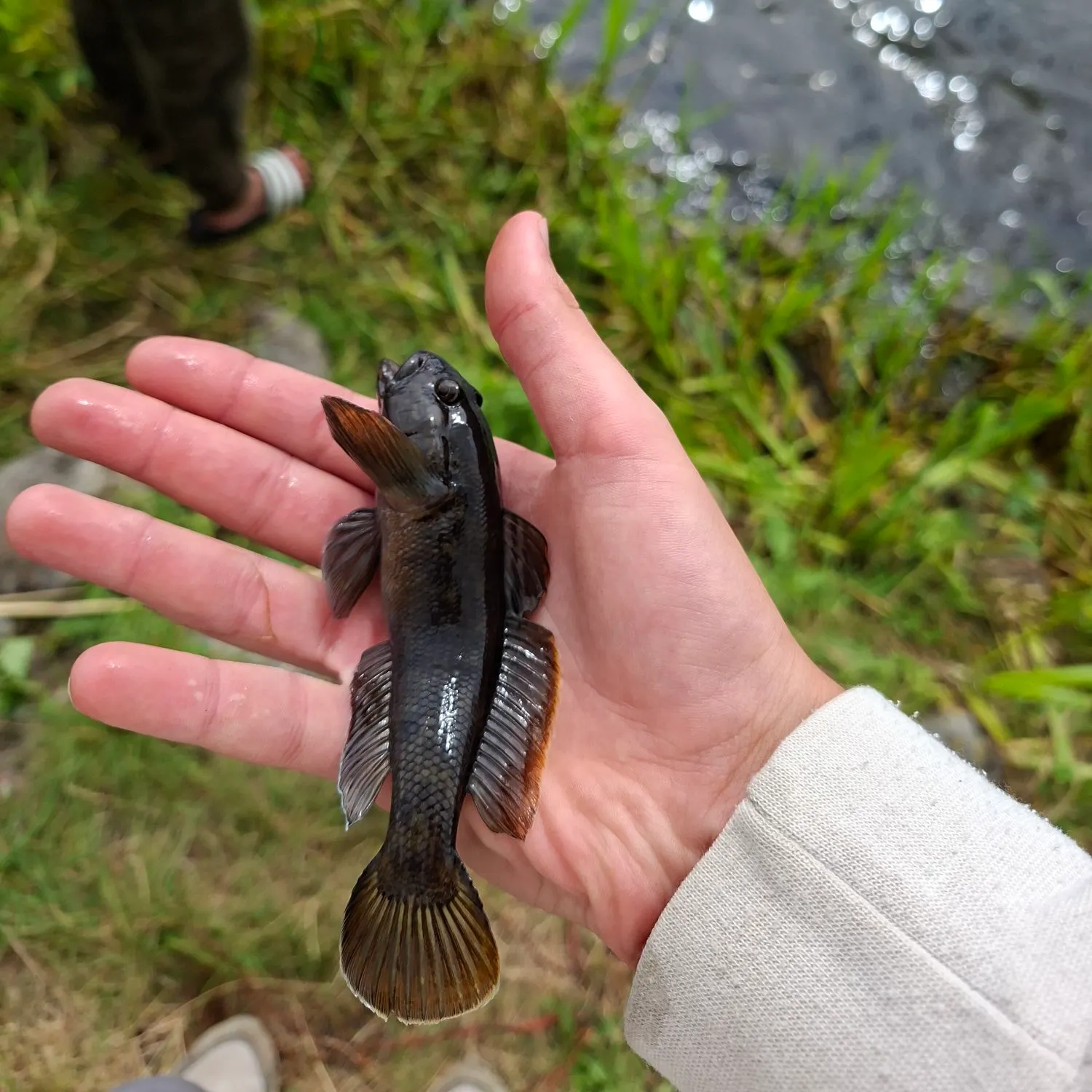 Round goby caught on Fishbrain