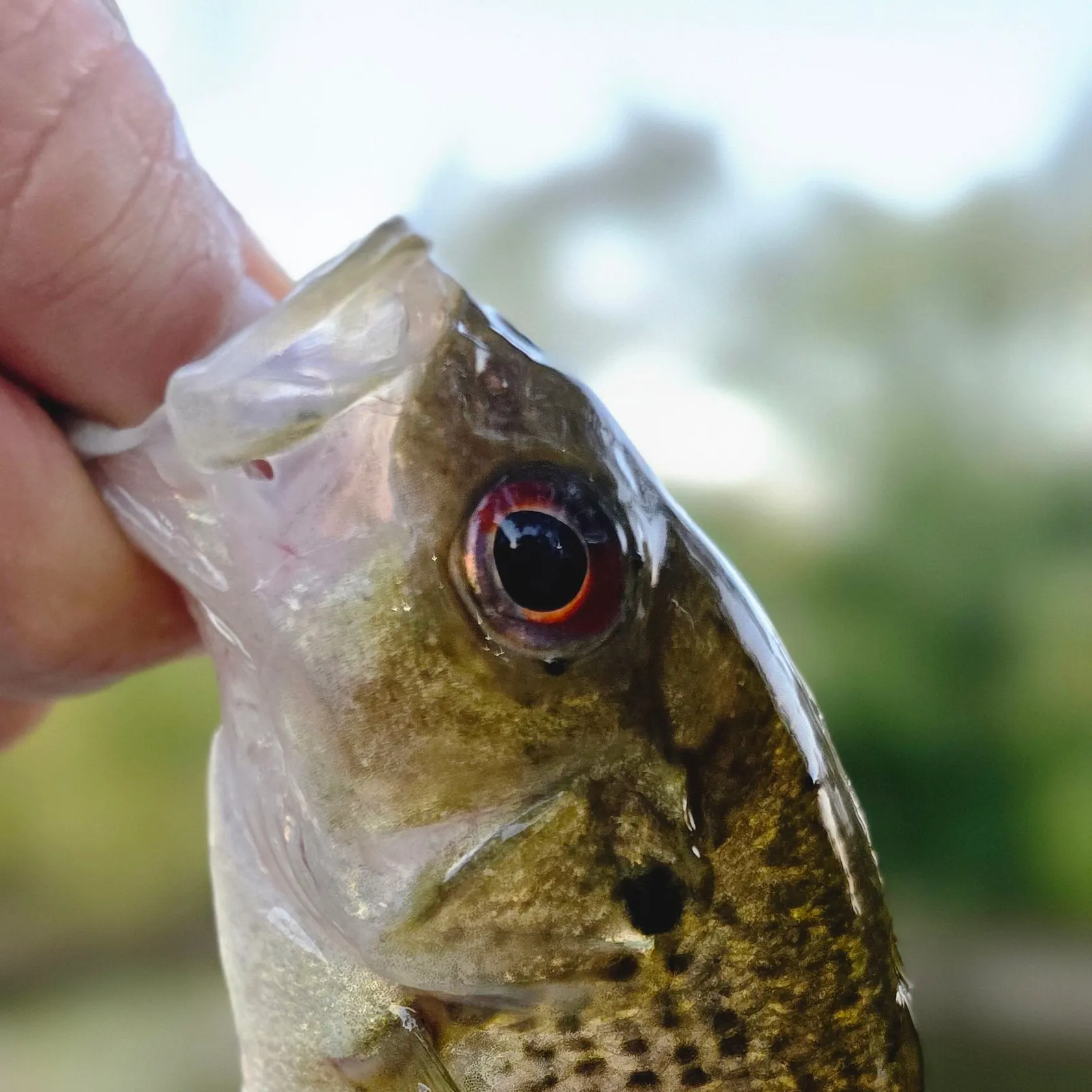 Rock bass caught on Fishbrain
