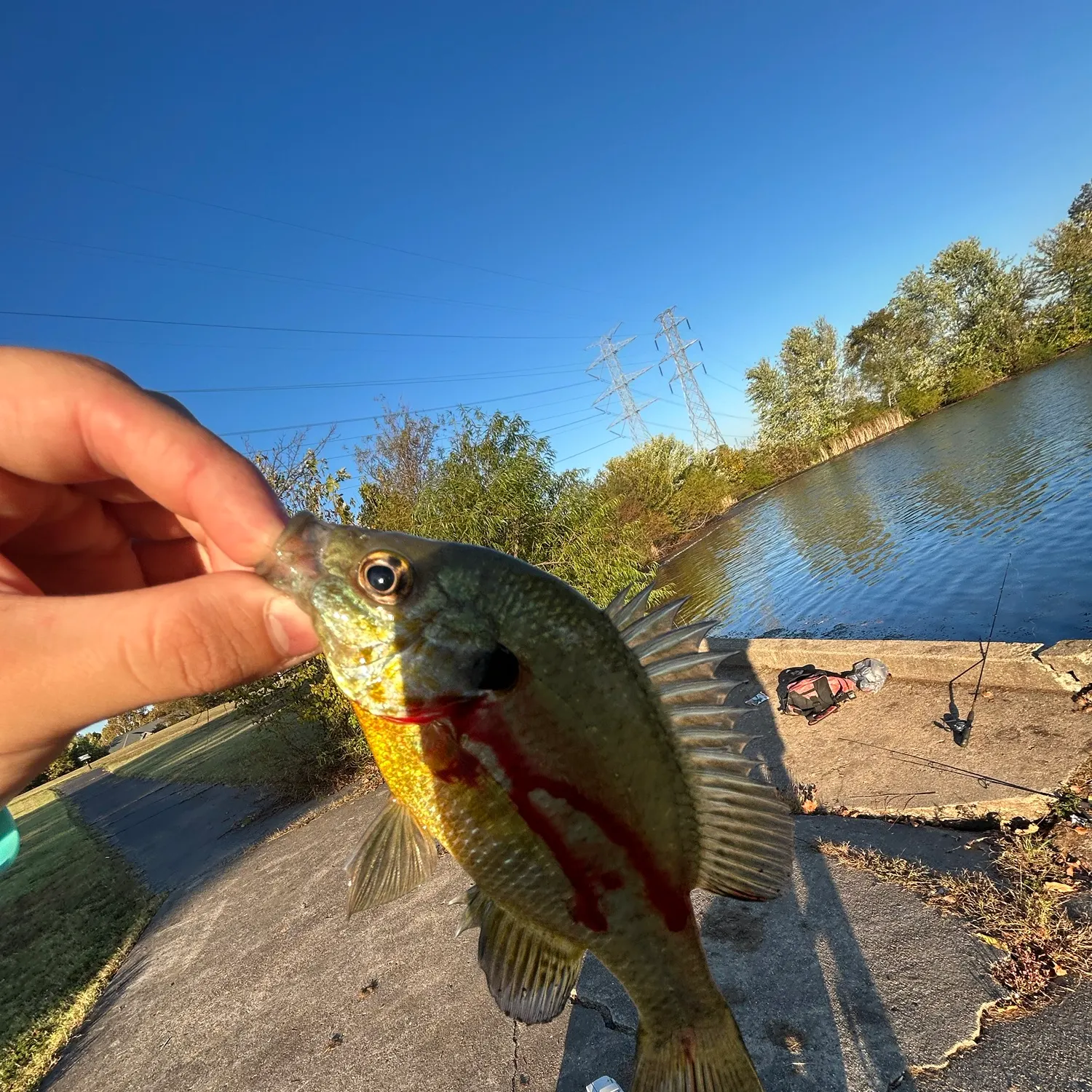 Redear sunfish caught on Fishbrain
