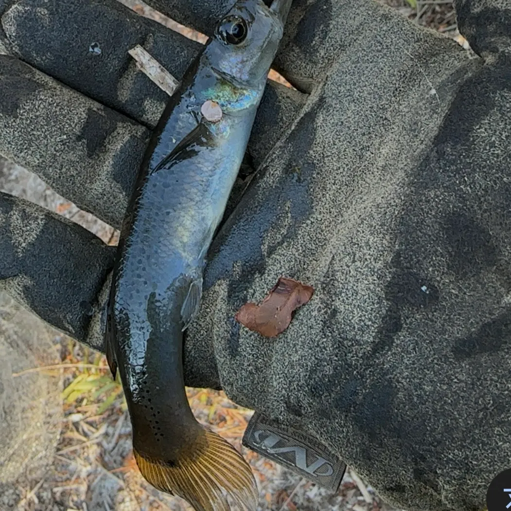 The most recent Pike killifish catches on Fishbrain
