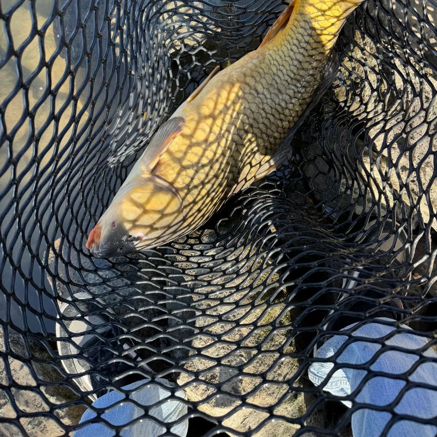 Common carp caught on Fishbrain