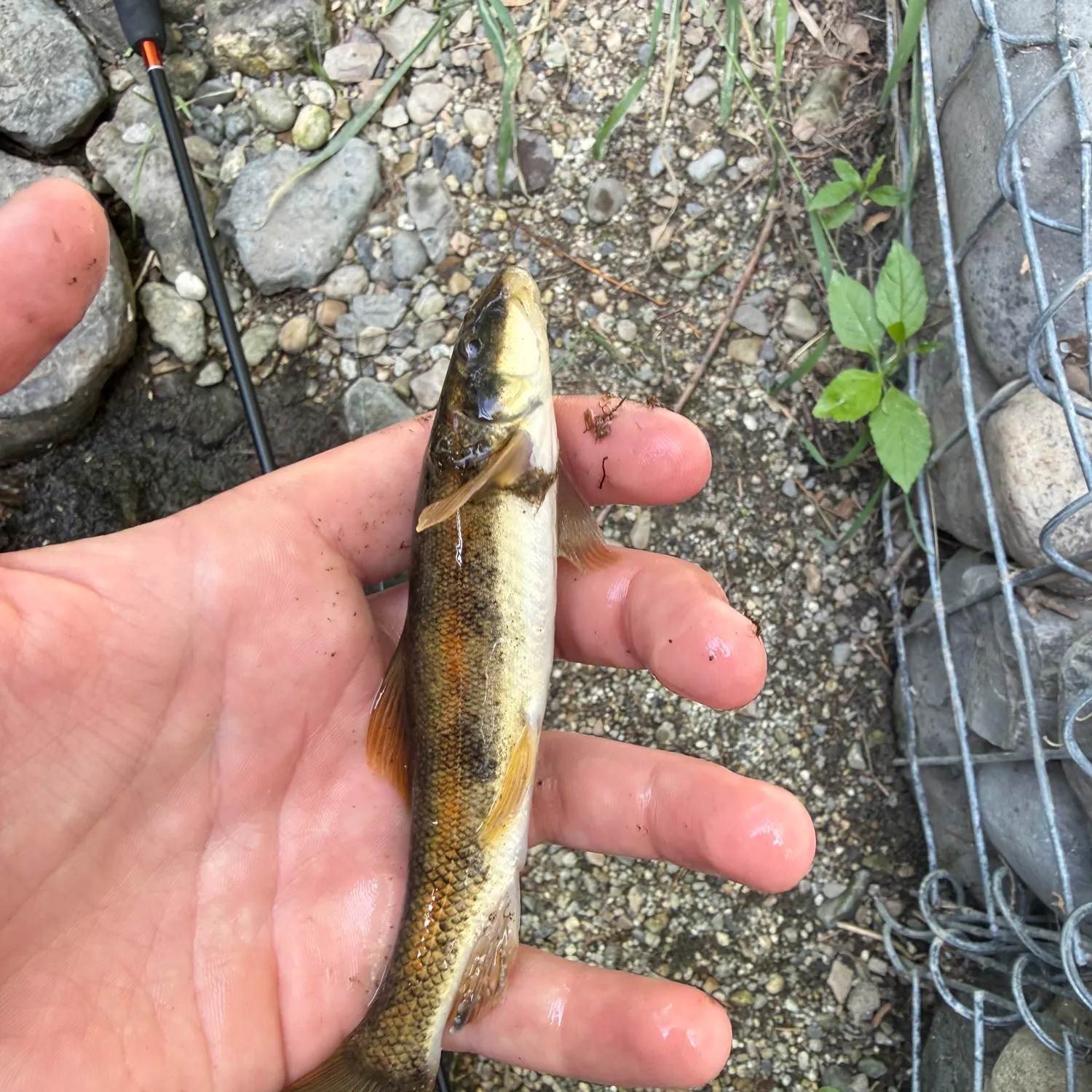 The most recent Bluehead sucker catches on Fishbrain