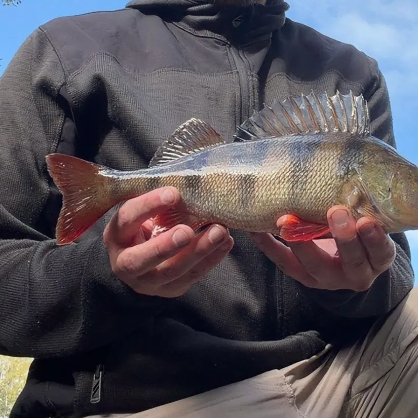 European perch caught on Fishbrain