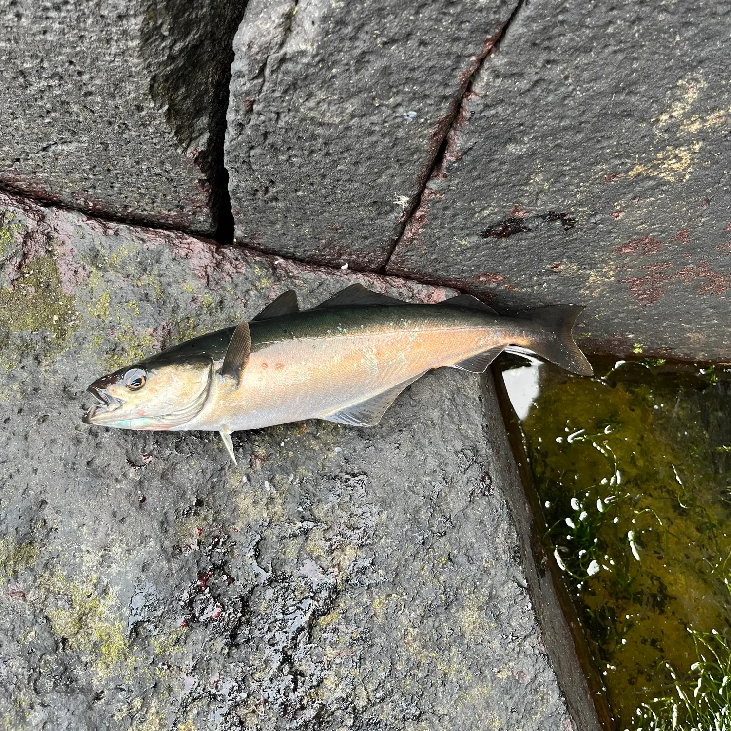 Atlantic pollock caught on Fishbrain