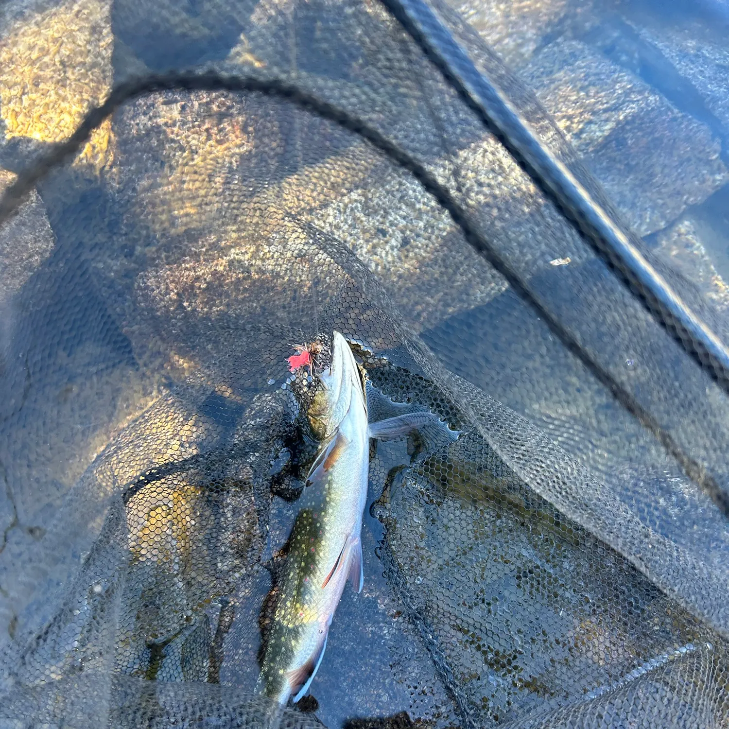 Brook trout caught on Fishbrain