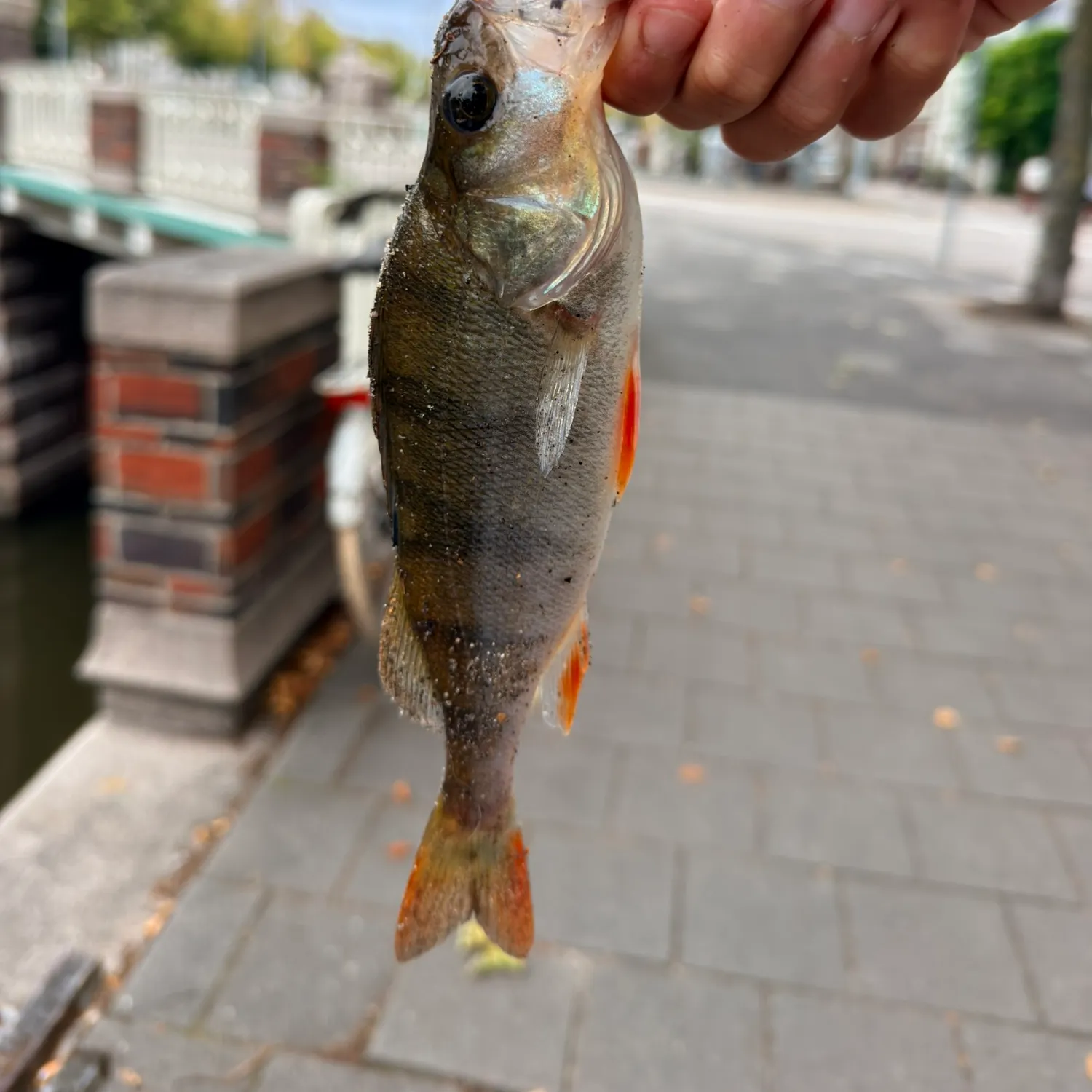 European perch caught on Fishbrain