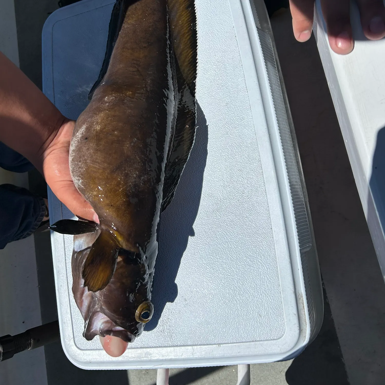The most recent Tusk catches on Fishbrain