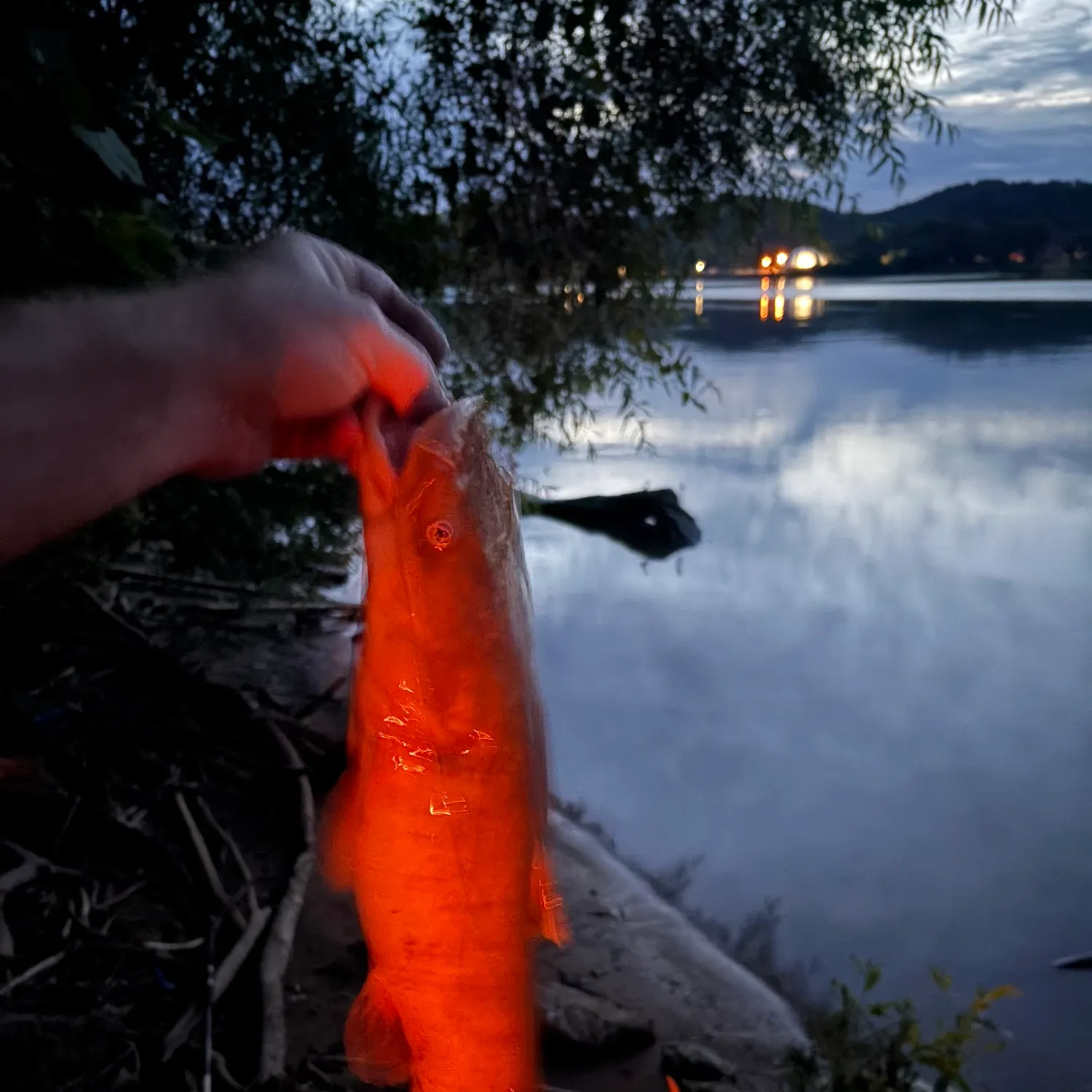 The most recent Redtail catfish catches on Fishbrain