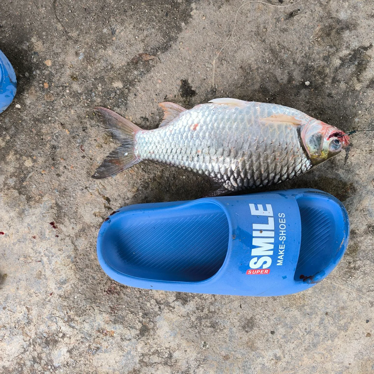 The most popular recent Java barb catch on Fishbrain