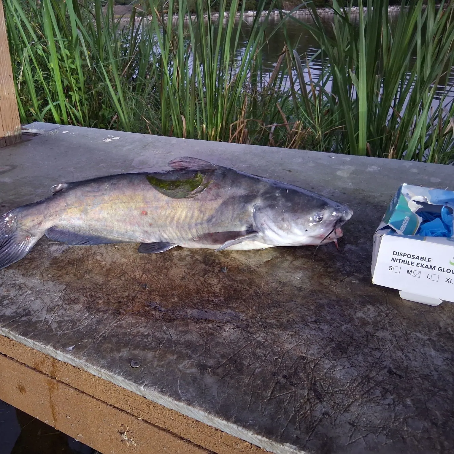 Red drum caught on Fishbrain
