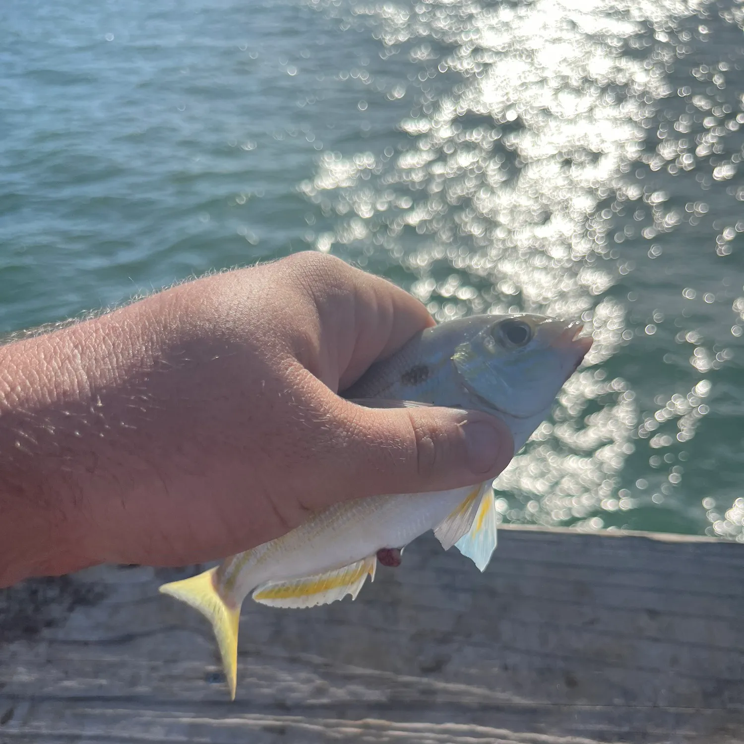 The most recent Spotfin croaker catches on Fishbrain