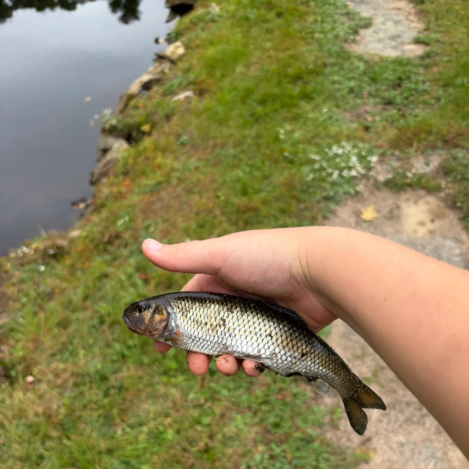 Fallfish caught on Fishbrain