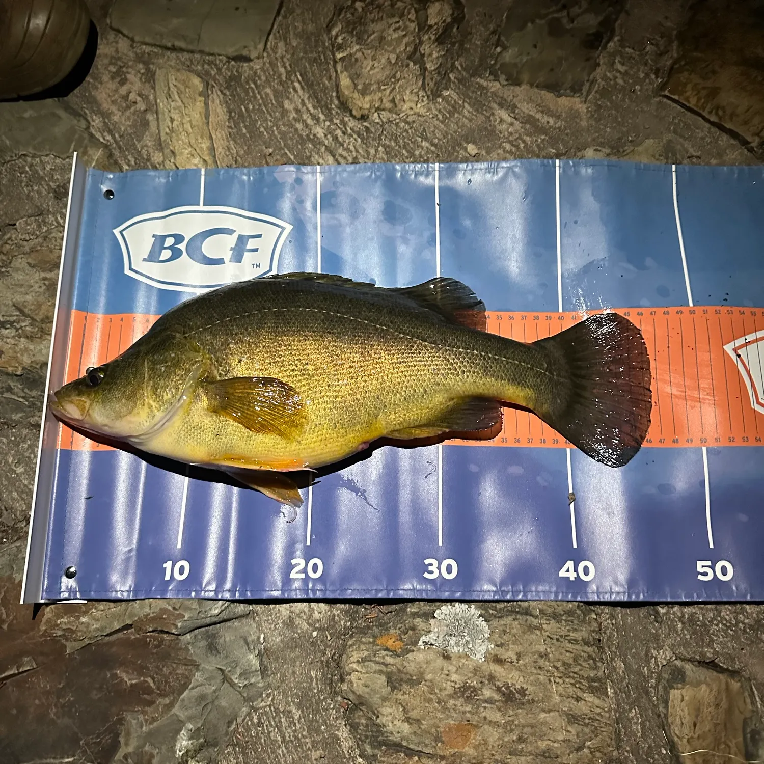 The most recent Golden perch catches on Fishbrain