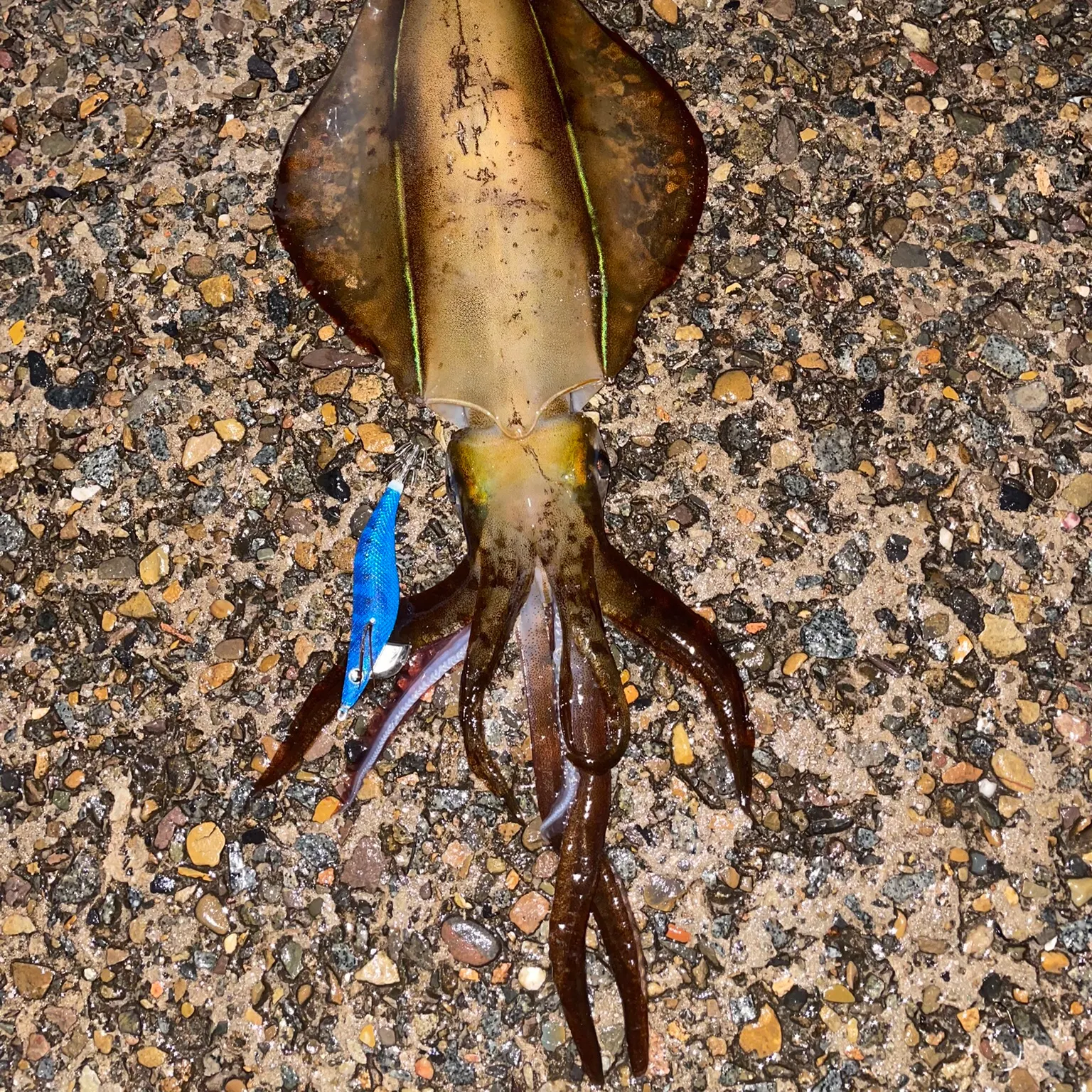 The most recent Southern calamari catches on Fishbrain