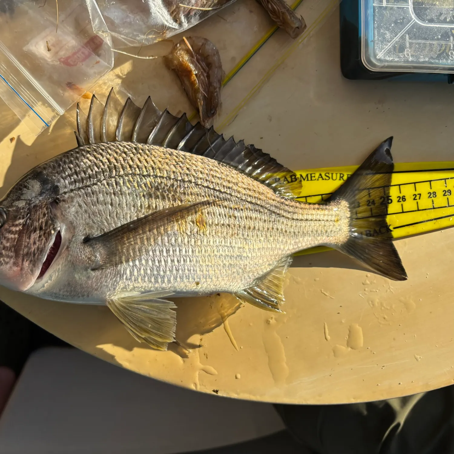 recently logged catches