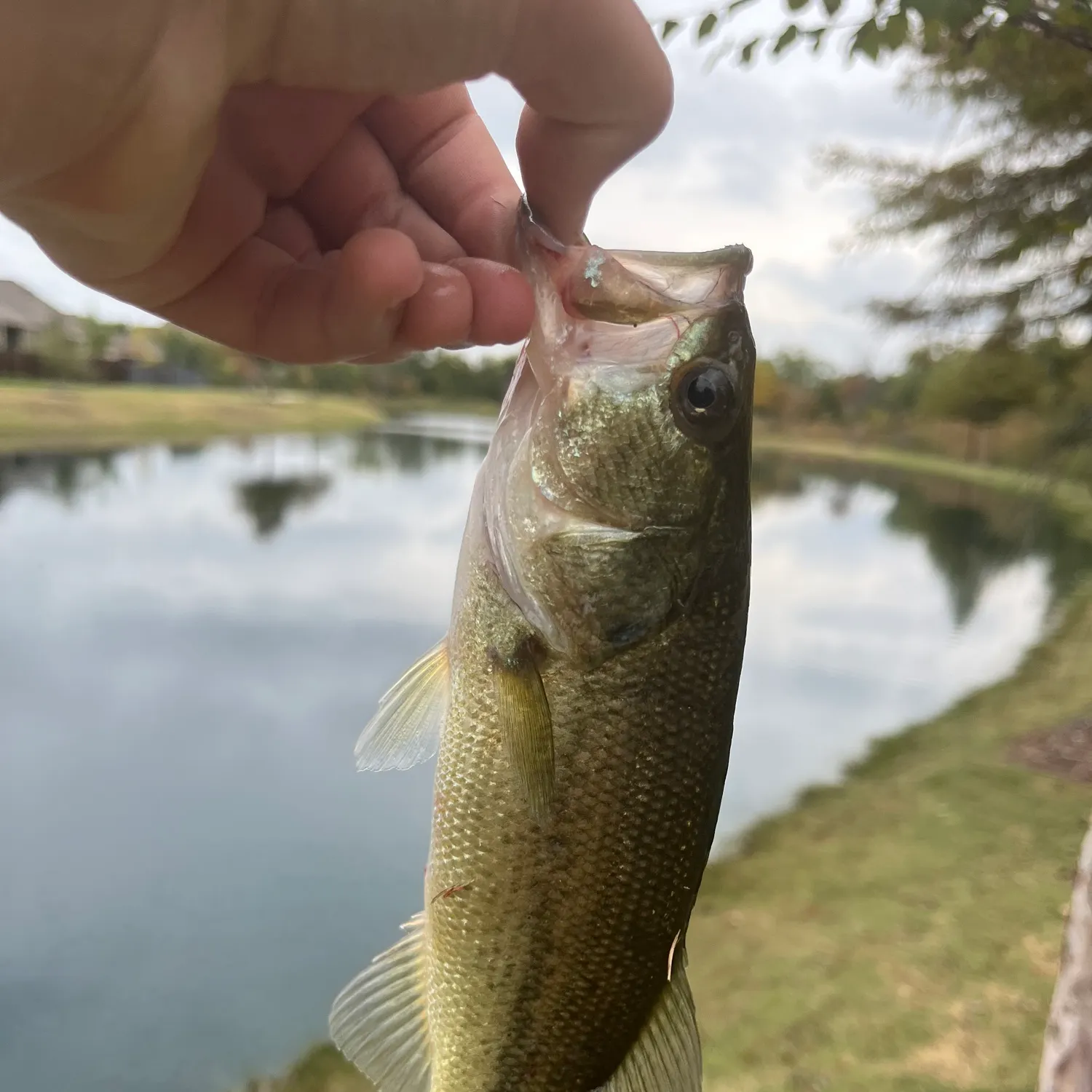 The most recent Largemouth bass catches on Fishbrain