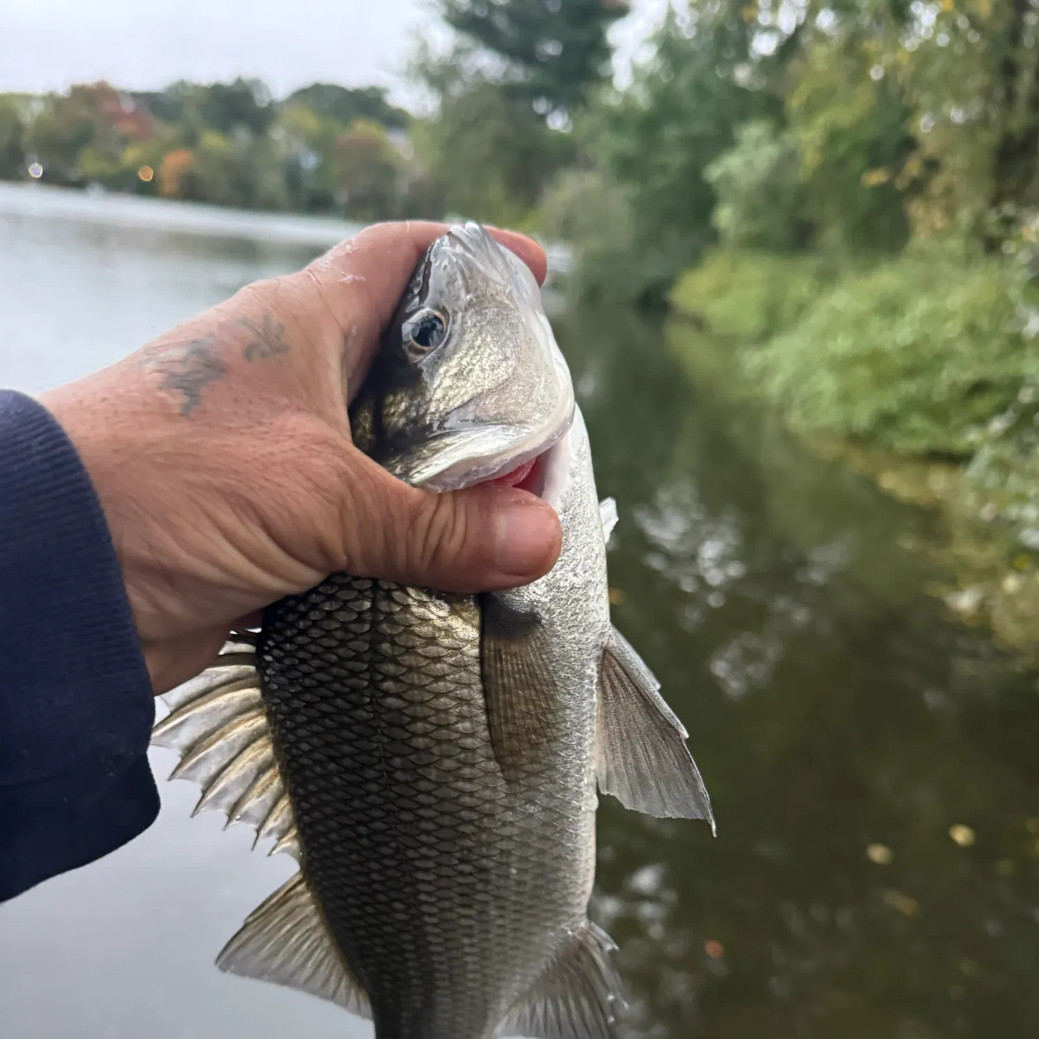 White perch caught on Fishbrain