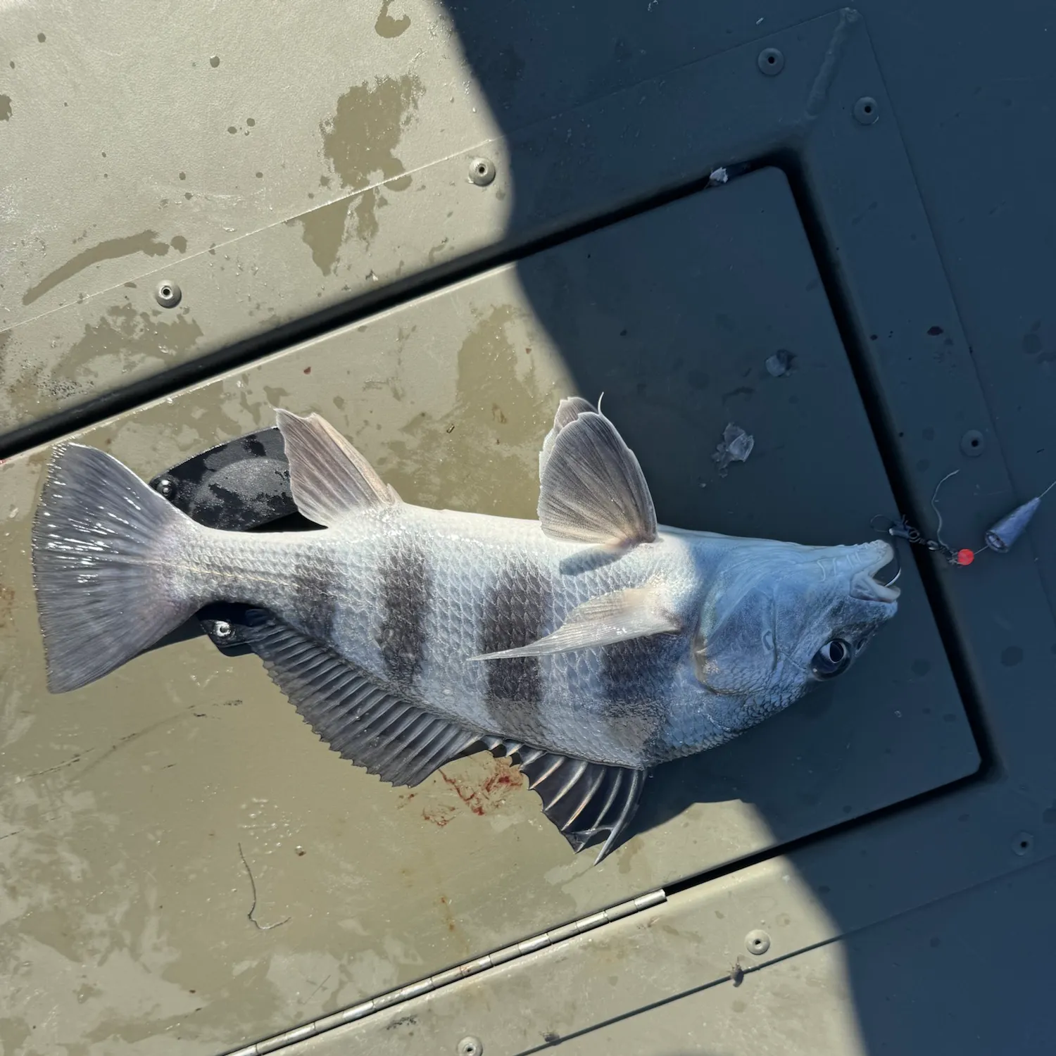 Black drum caught on Fishbrain