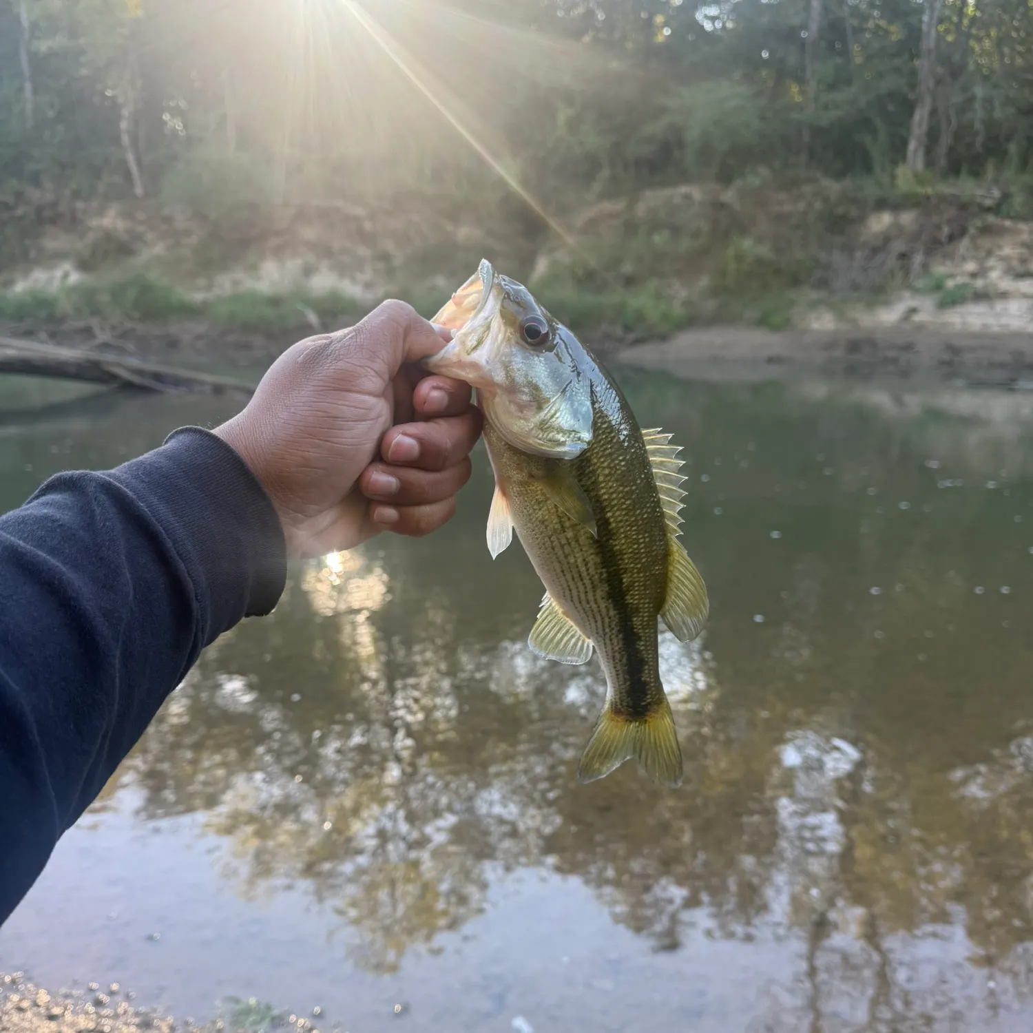 Spotted bass caught on Fishbrain