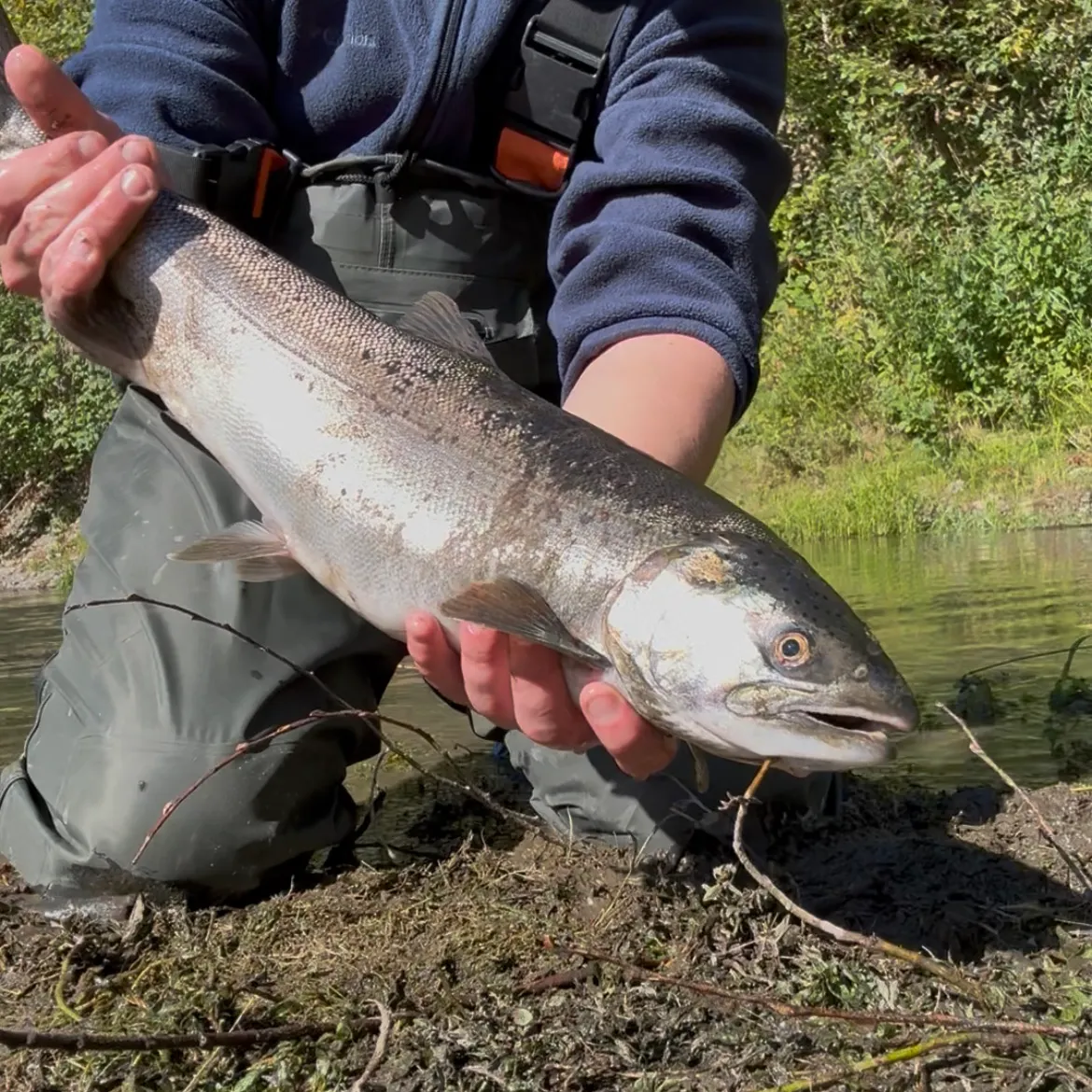 Coho salmon caught on Fishbrain
