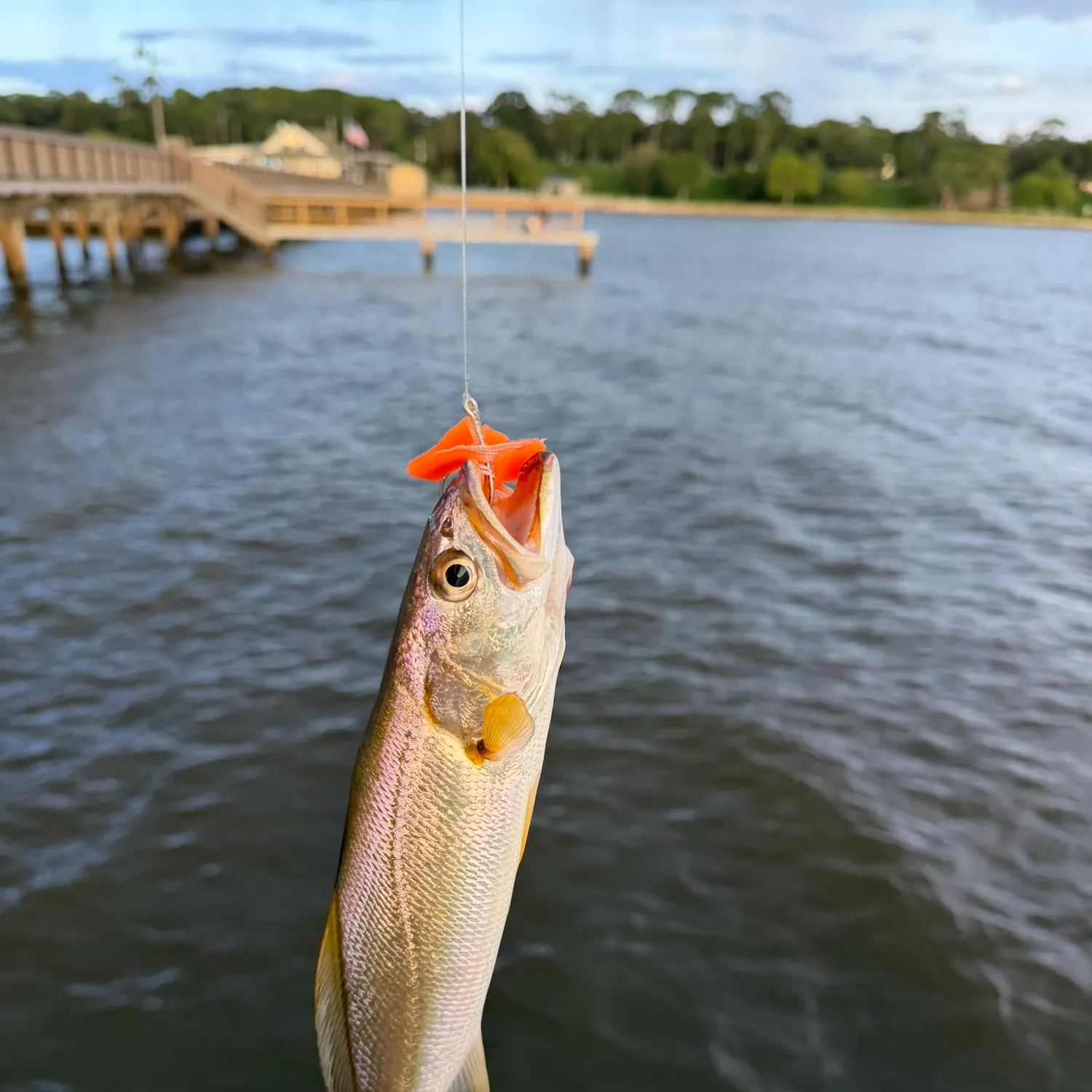The most recent Sand seatrout catches on Fishbrain
