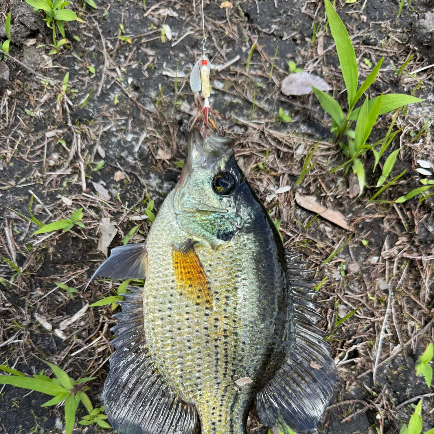 The most recent Flier catches on Fishbrain