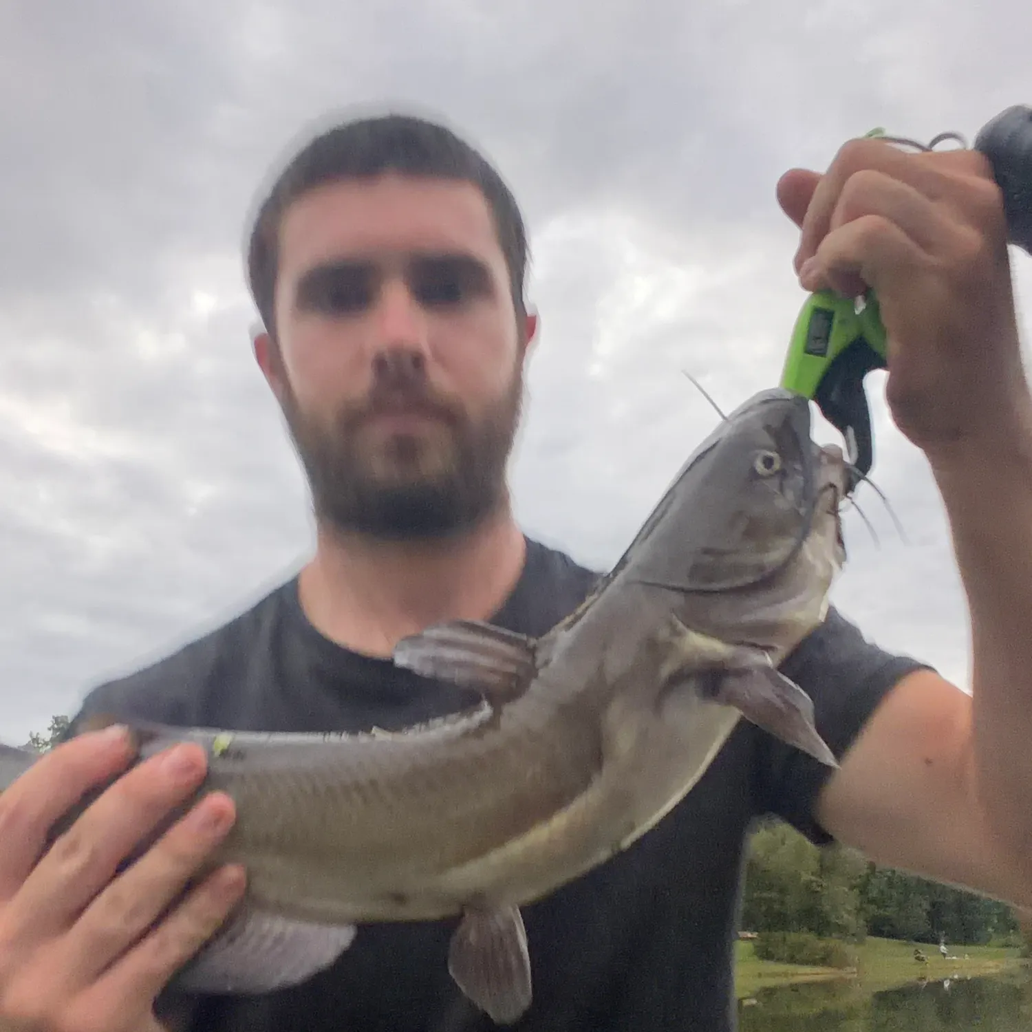 Channel catfish caught on Fishbrain
