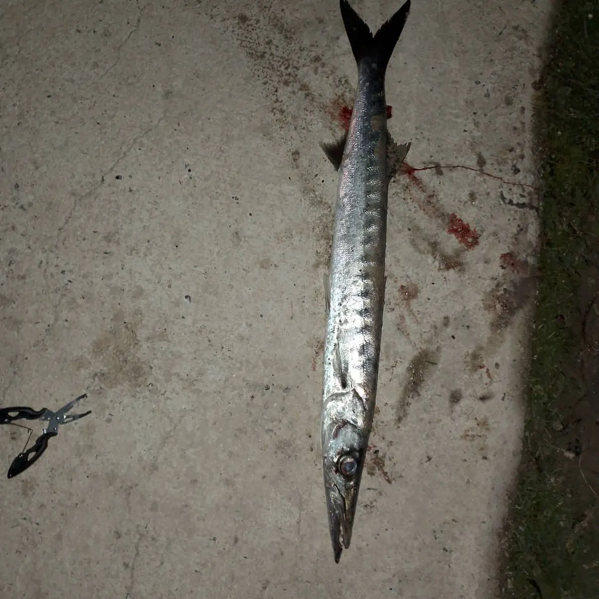 The most recent European barracuda catches on Fishbrain