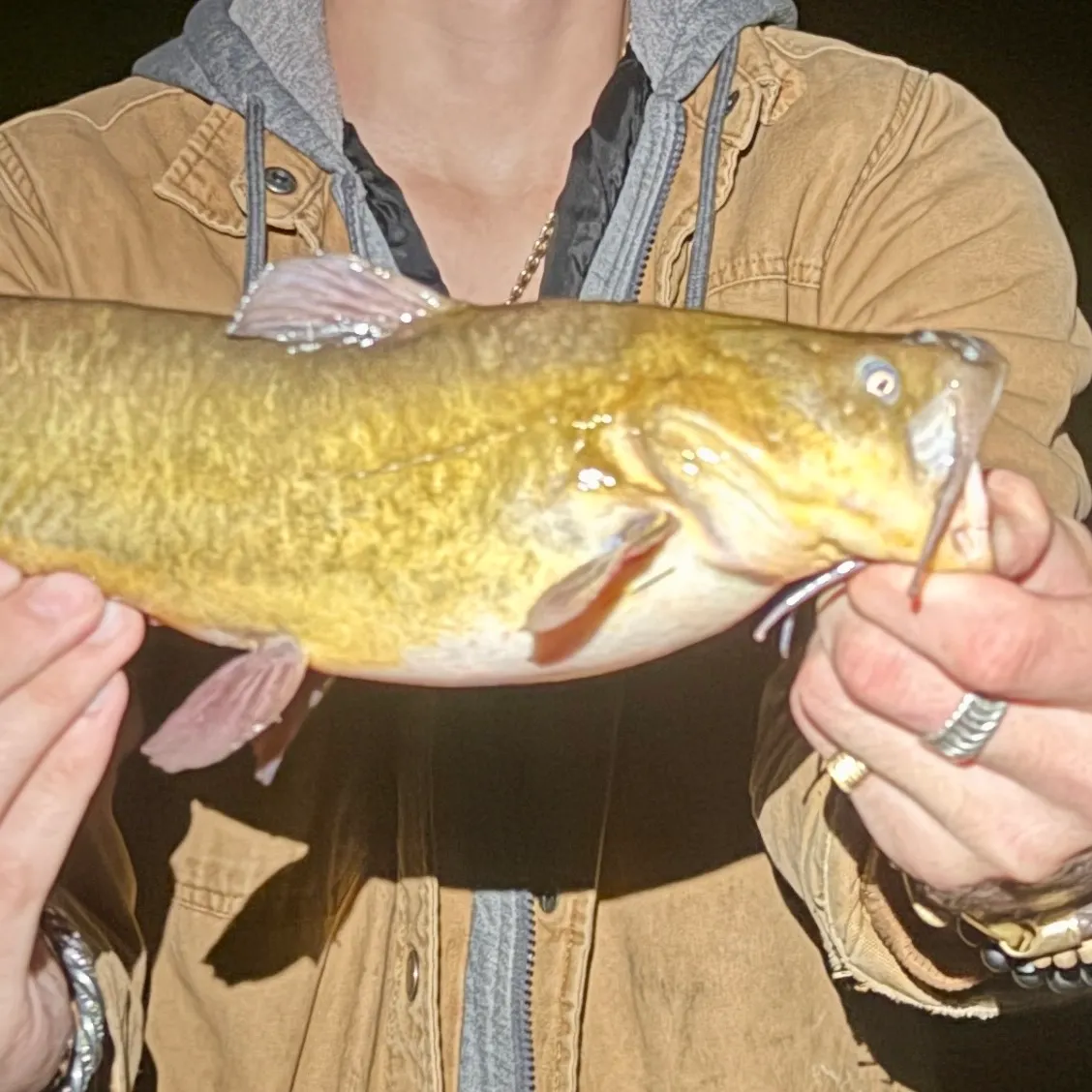 Yellow bullhead caught on Fishbrain