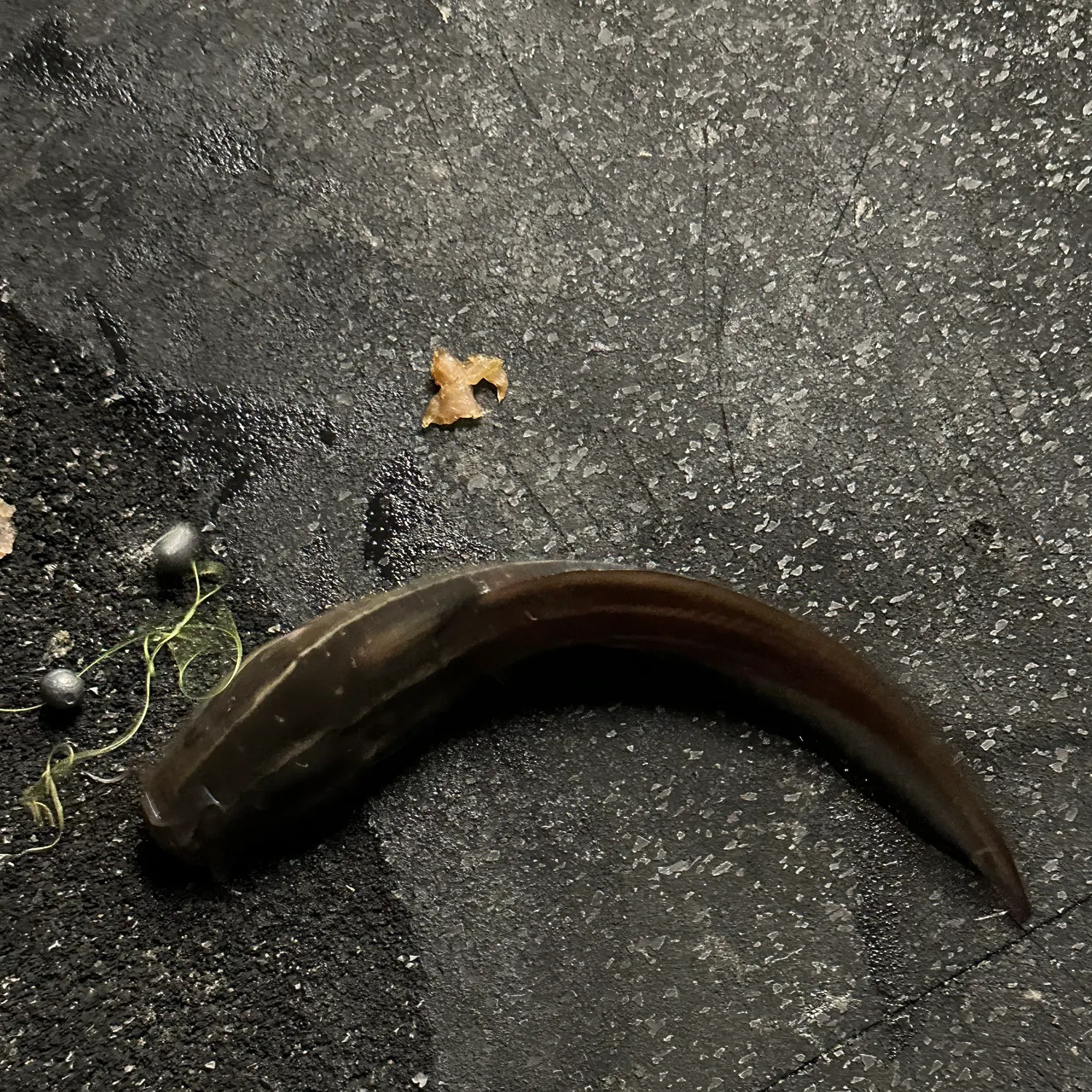 The most recent Dewfish catches on Fishbrain