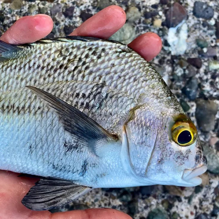 The most recent Black margate catches on Fishbrain