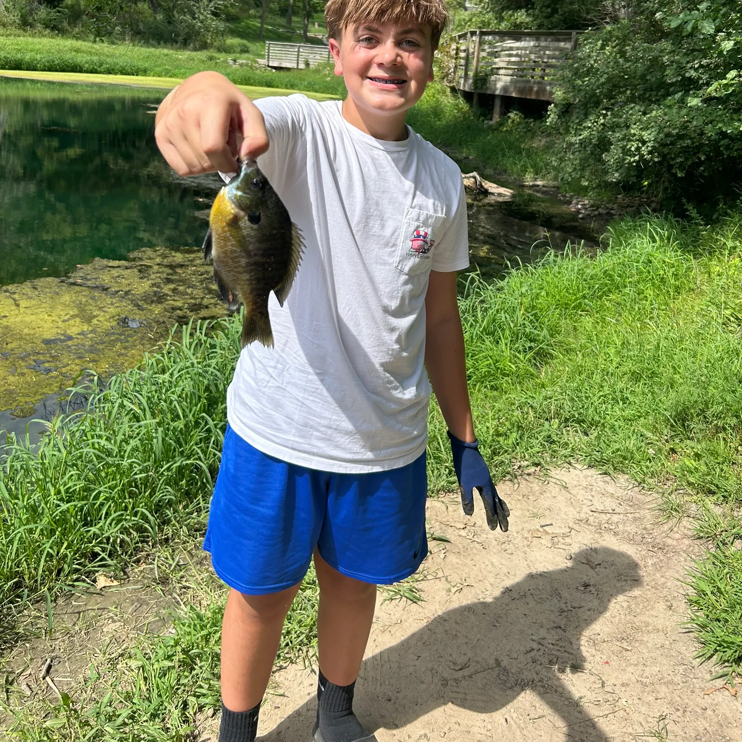 Bluegill caught on Fishbrain
