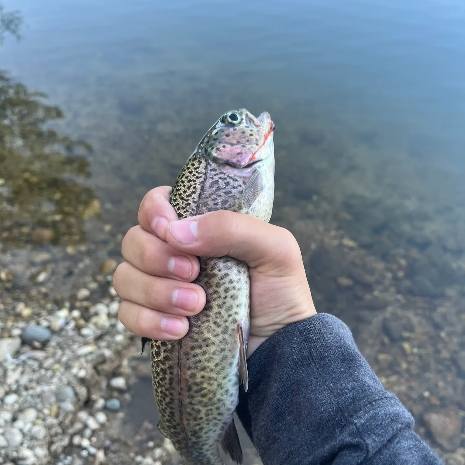 Rainbow trout caught on Fishbrain