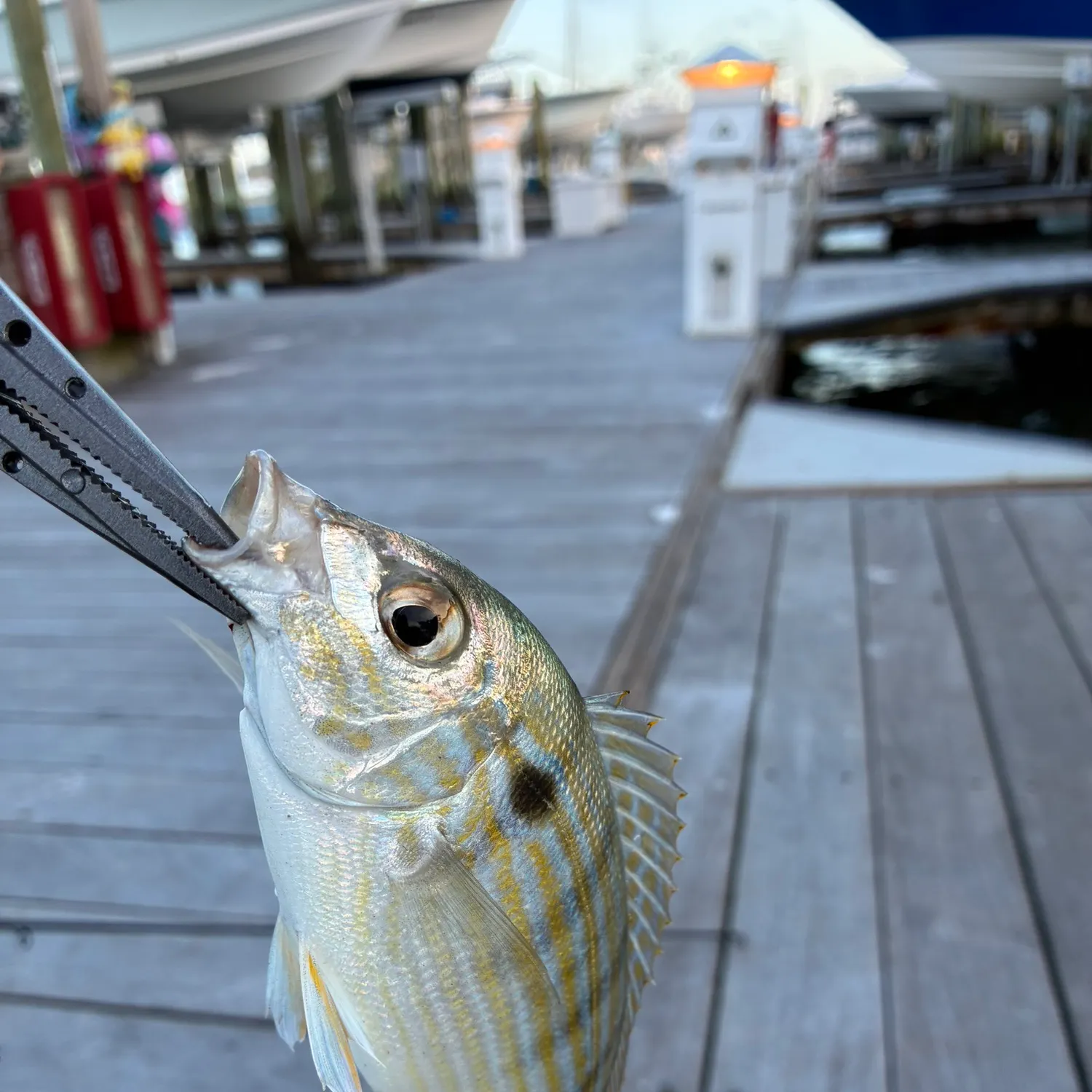 Pinfish caught on Fishbrain