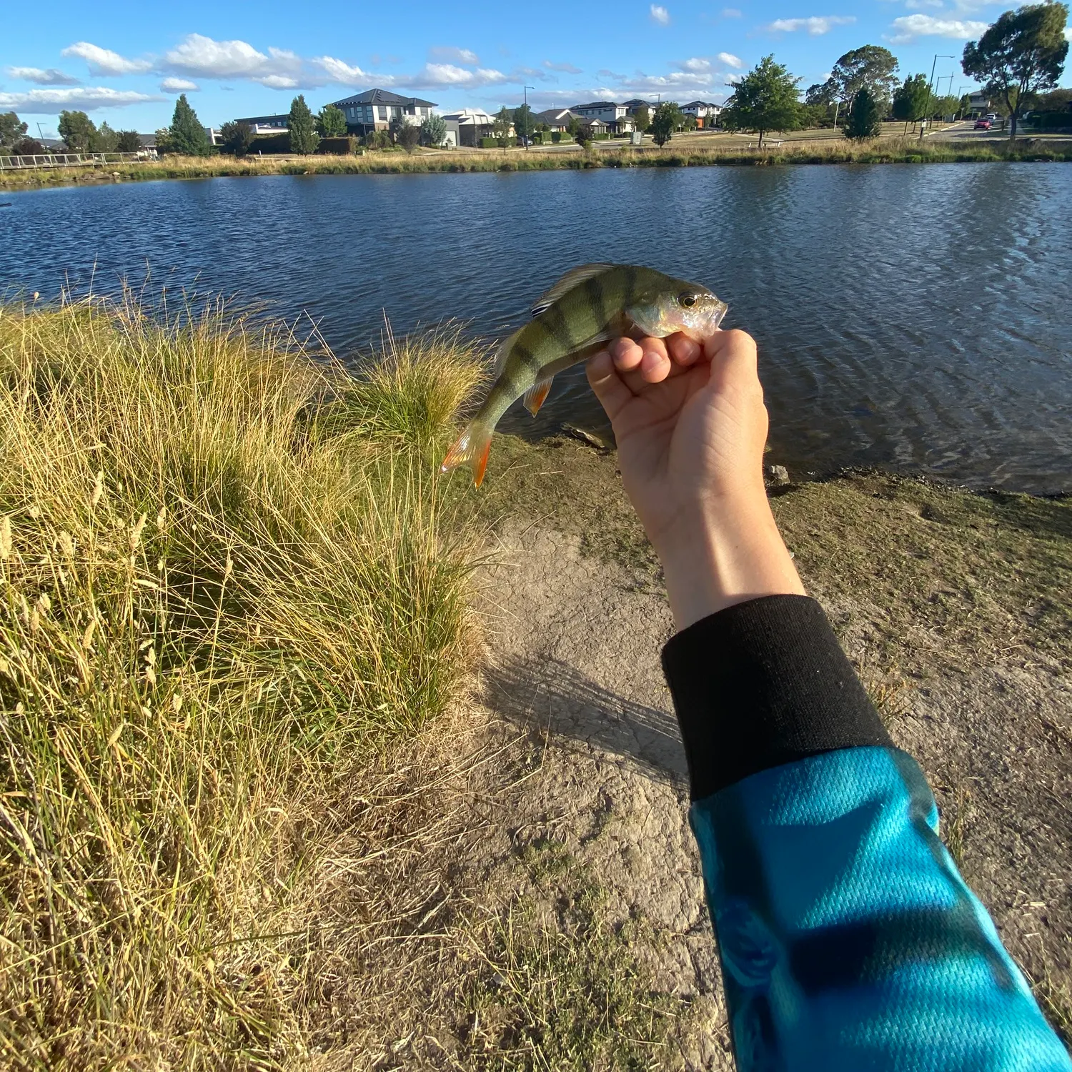 The most recent Pacific goliath grouper catches on Fishbrain