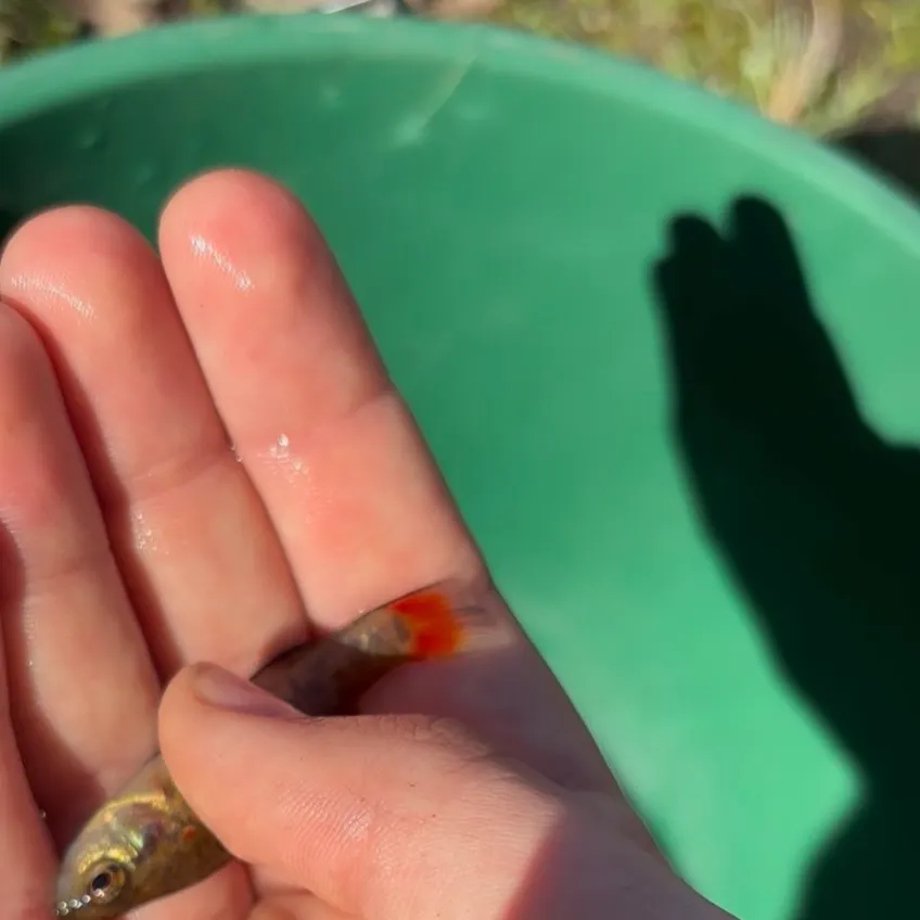 The most recent Southern pygmy perch catches on Fishbrain