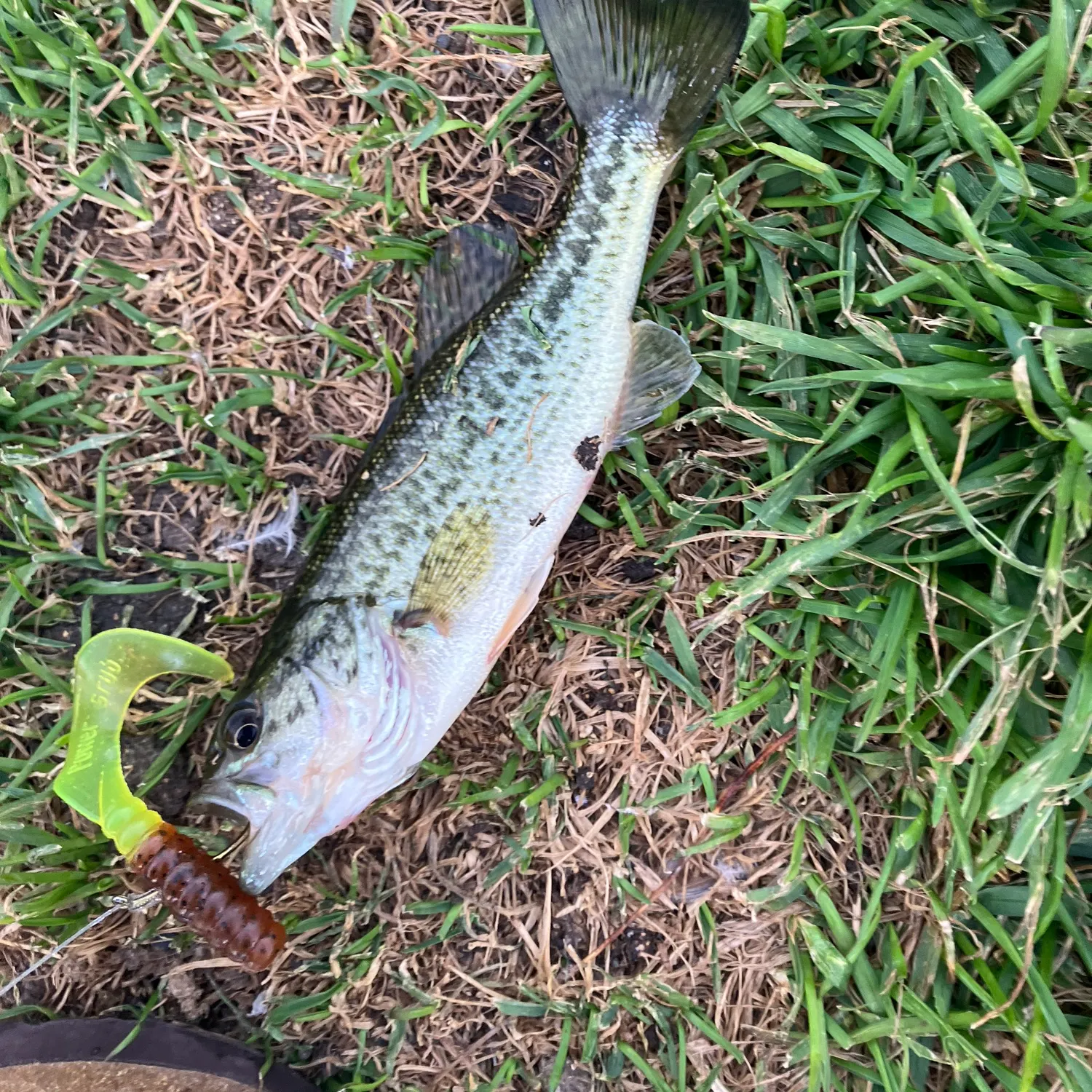 Largemouth bass caught on Fishbrain