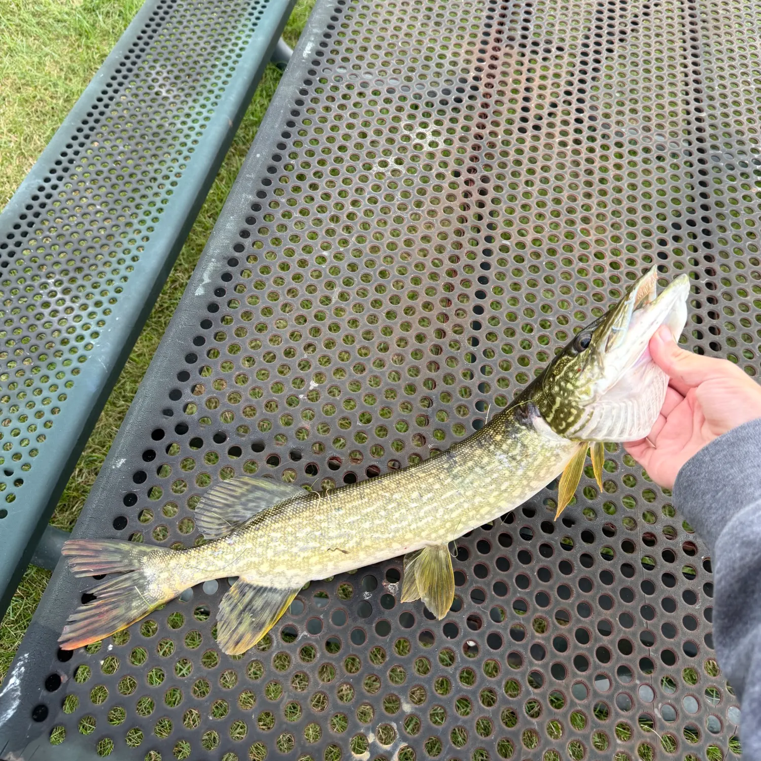 Northern pike caught on Fishbrain