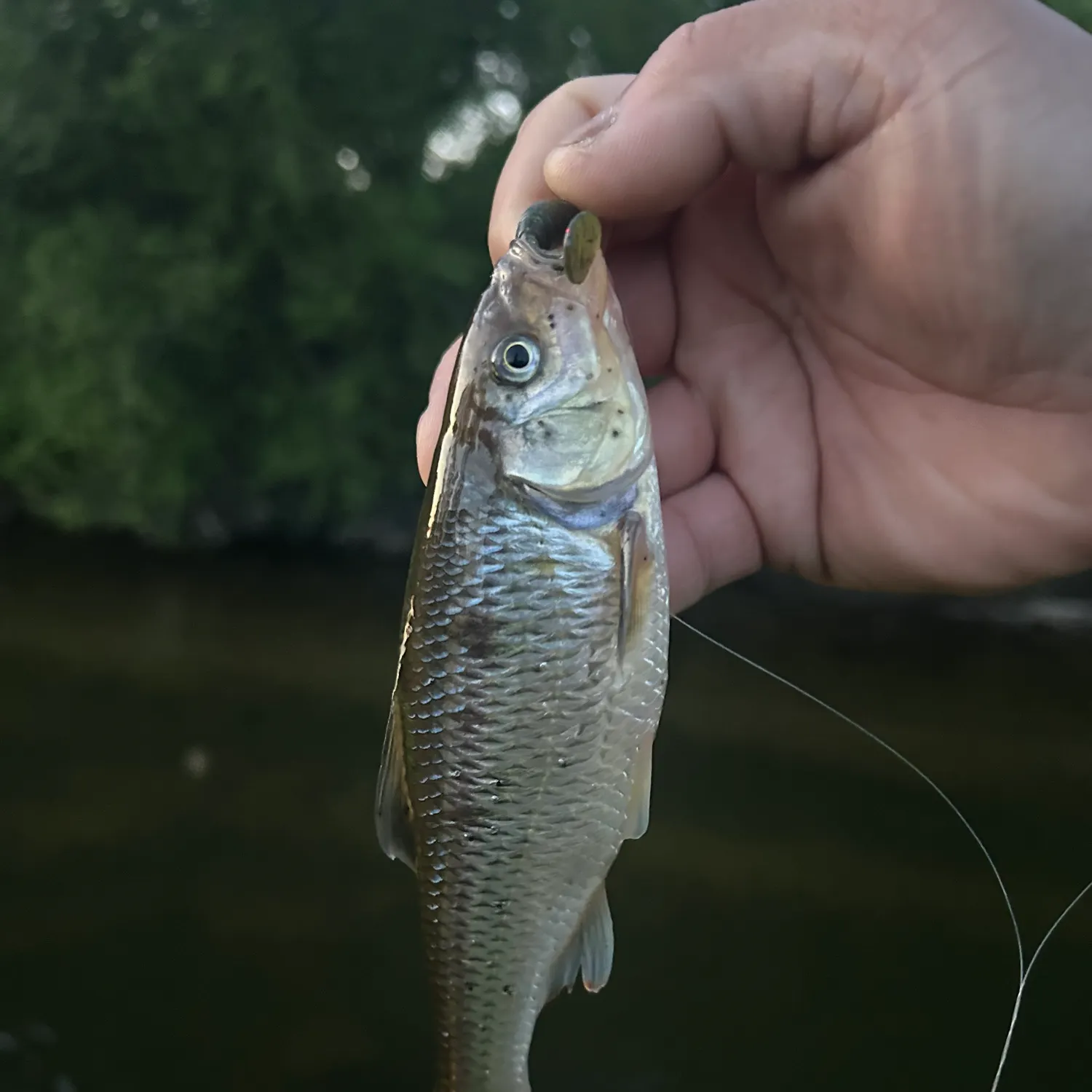 The most recent Striped shiner catches on Fishbrain