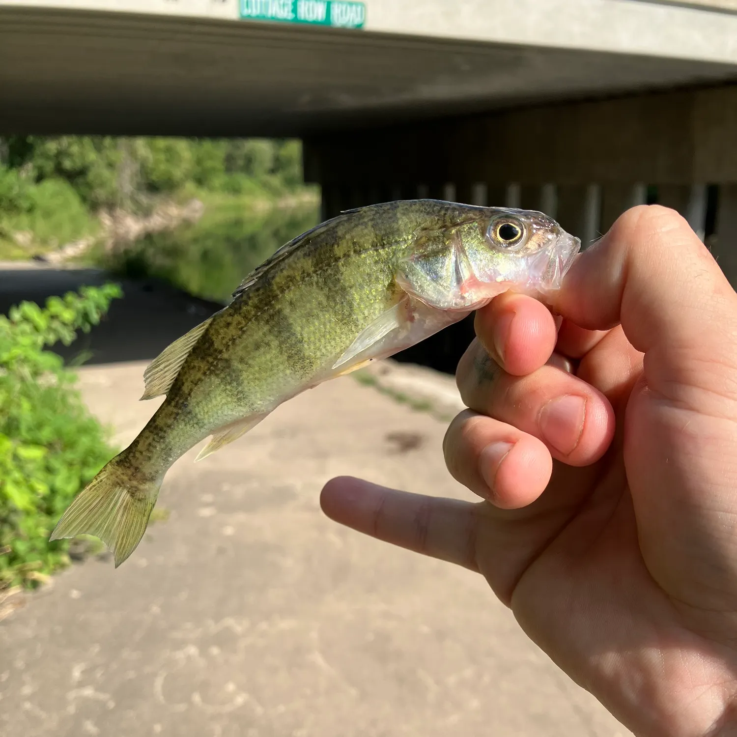Yellow perch caught on Fishbrain