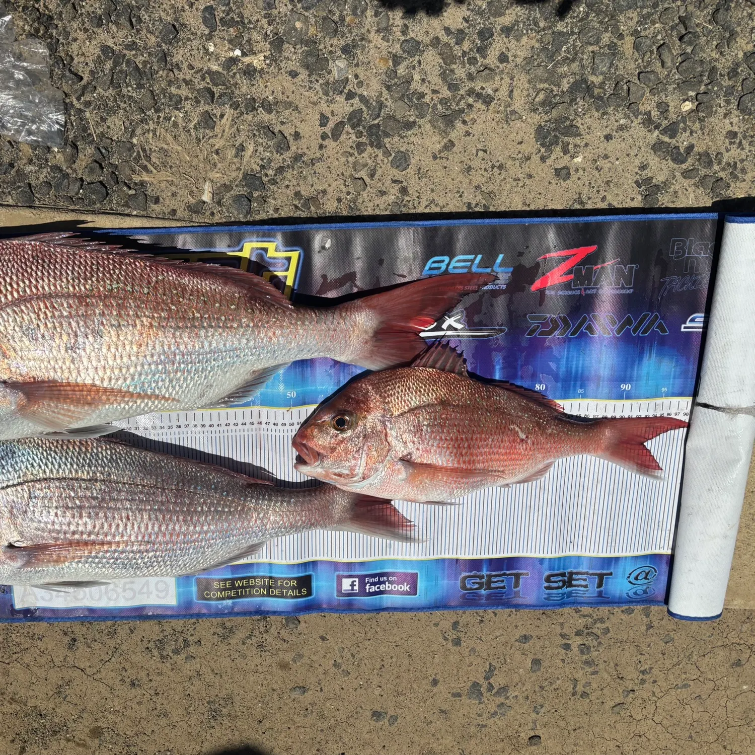 The most recent Australasian snapper catches on Fishbrain