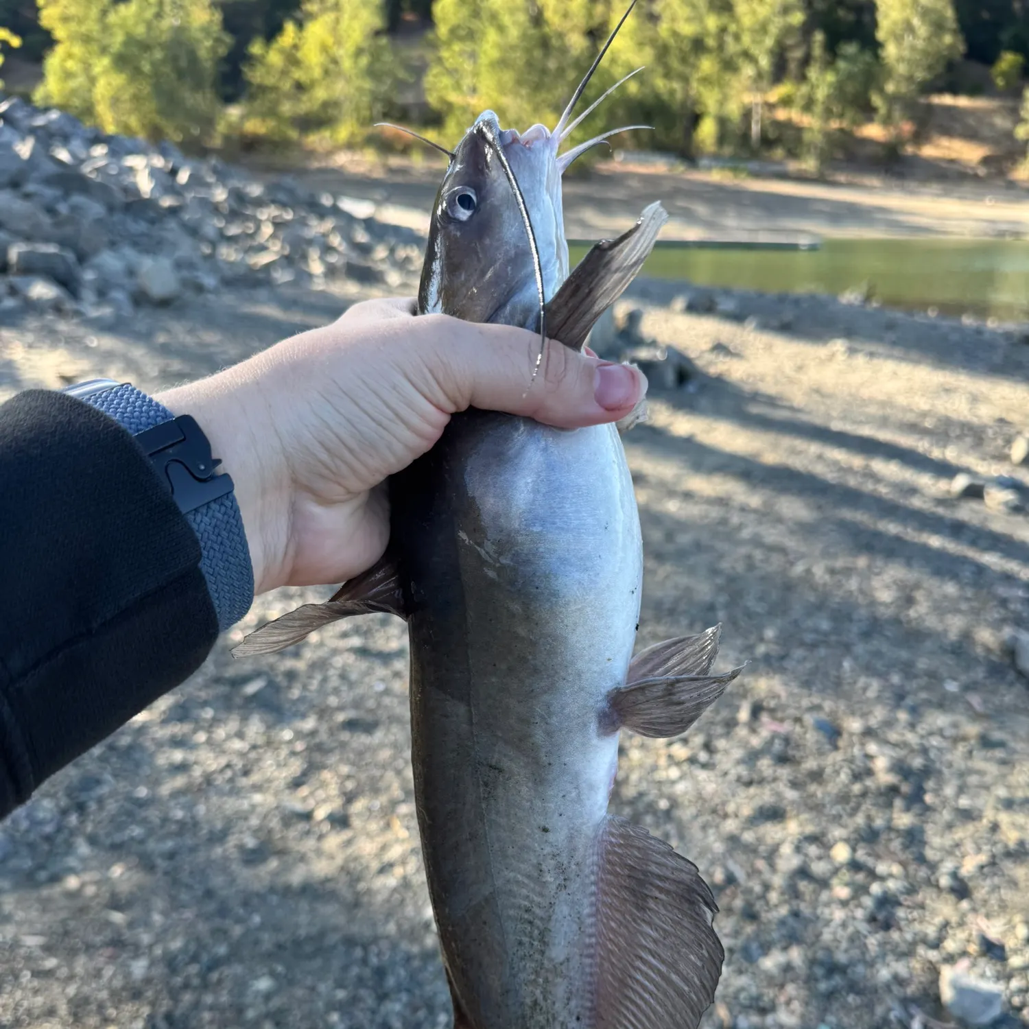 Channel catfish caught on Fishbrain