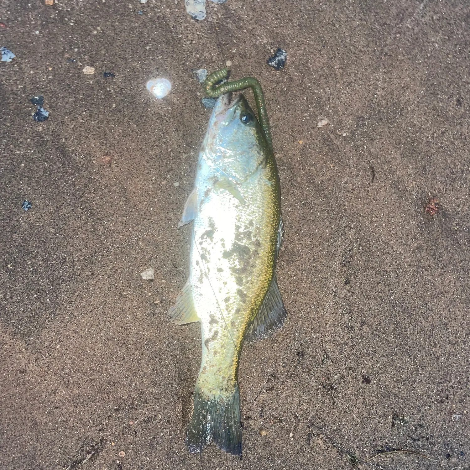Largemouth bass caught on Fishbrain