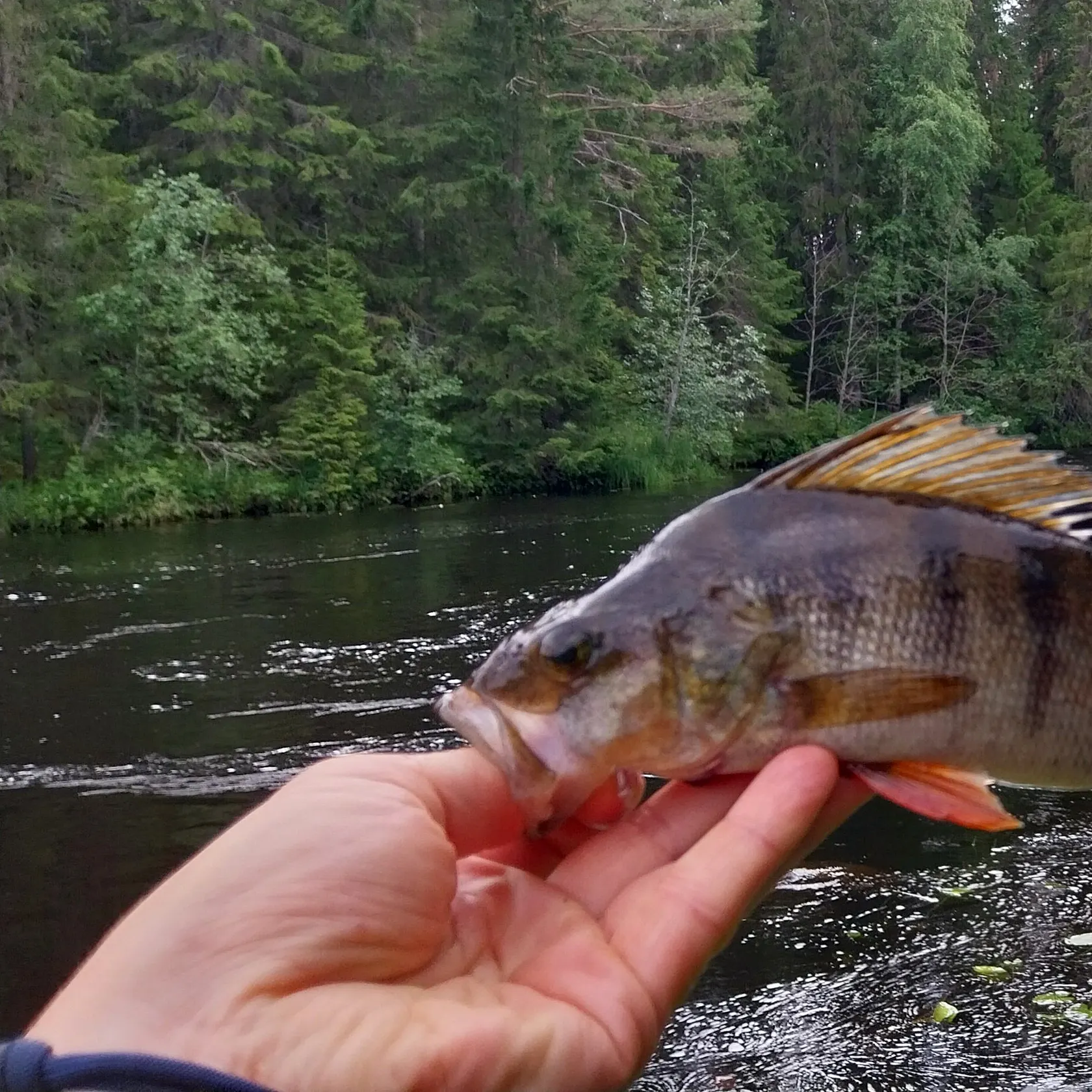 European perch caught on Fishbrain