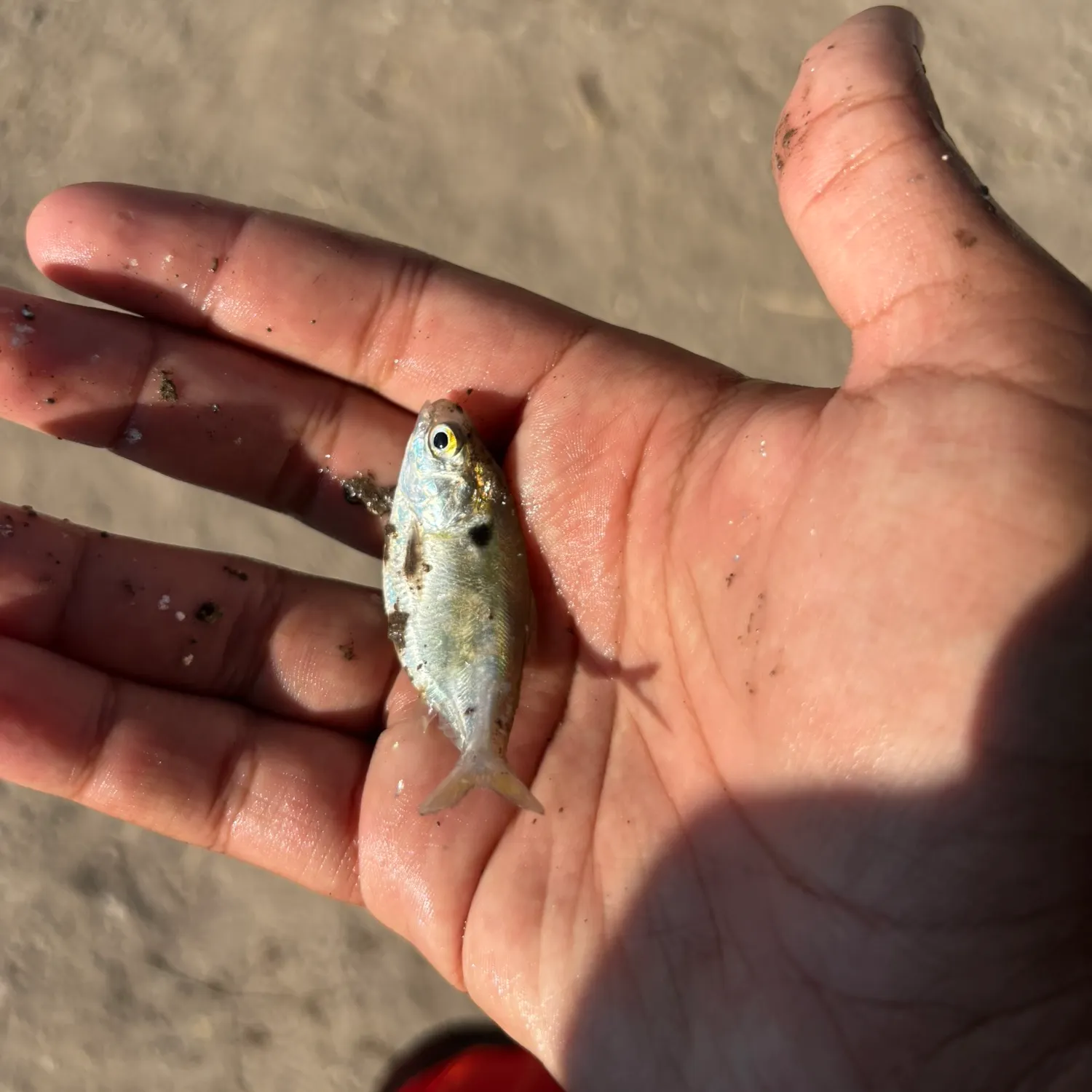 The most recent Dotted gizzard shad catches on Fishbrain