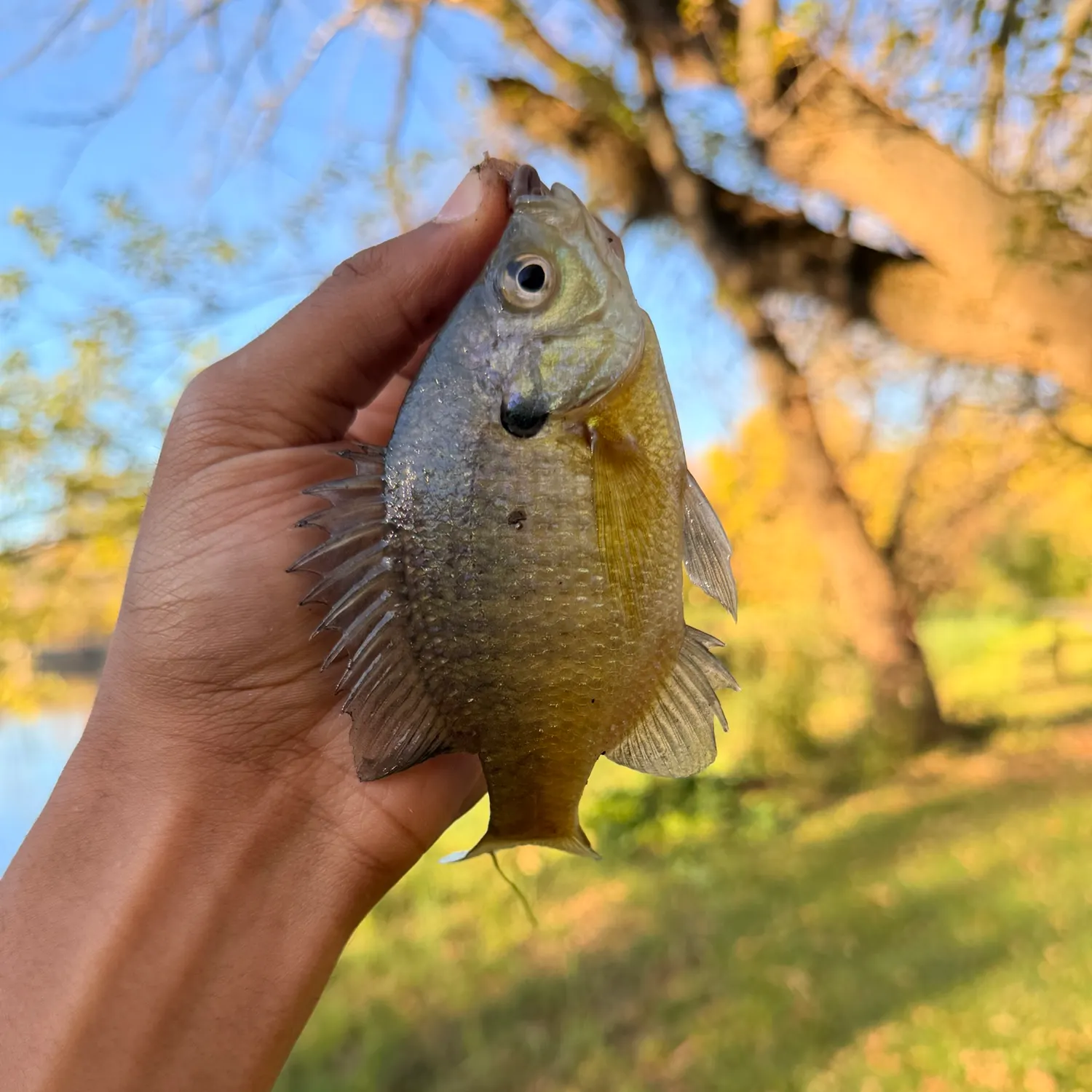 Bluegill caught on Fishbrain