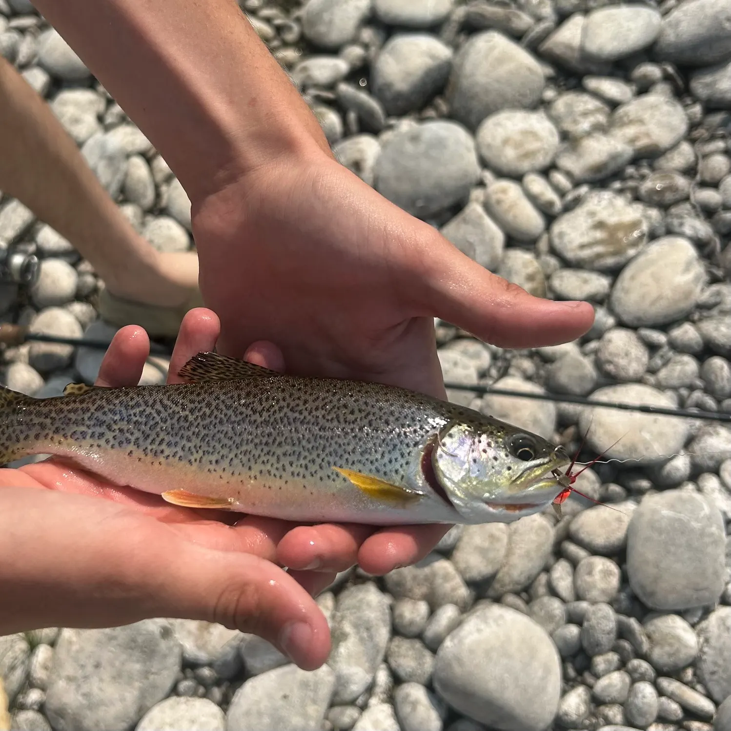 Coastal cutthroat trout caught on Fishbrain